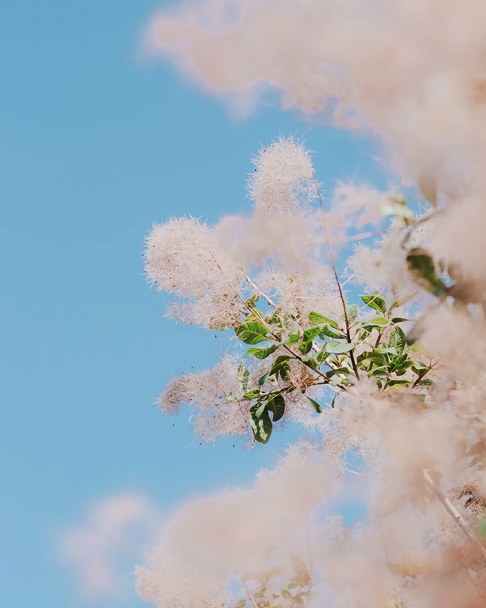 Aurora Smoke Bush 1