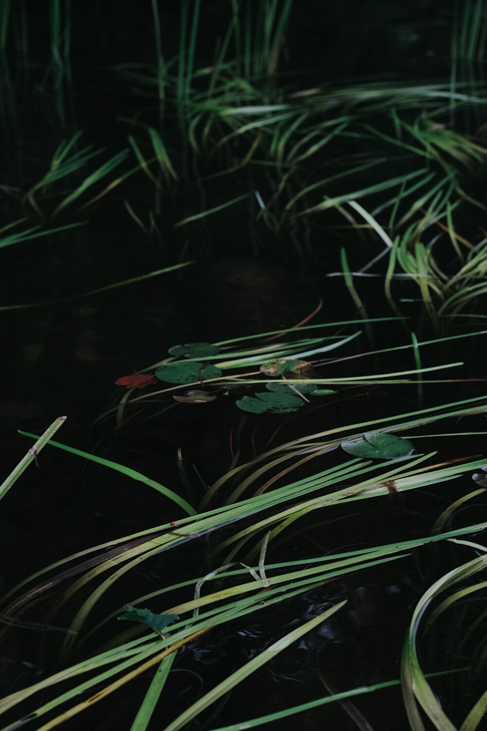 Lillypads
