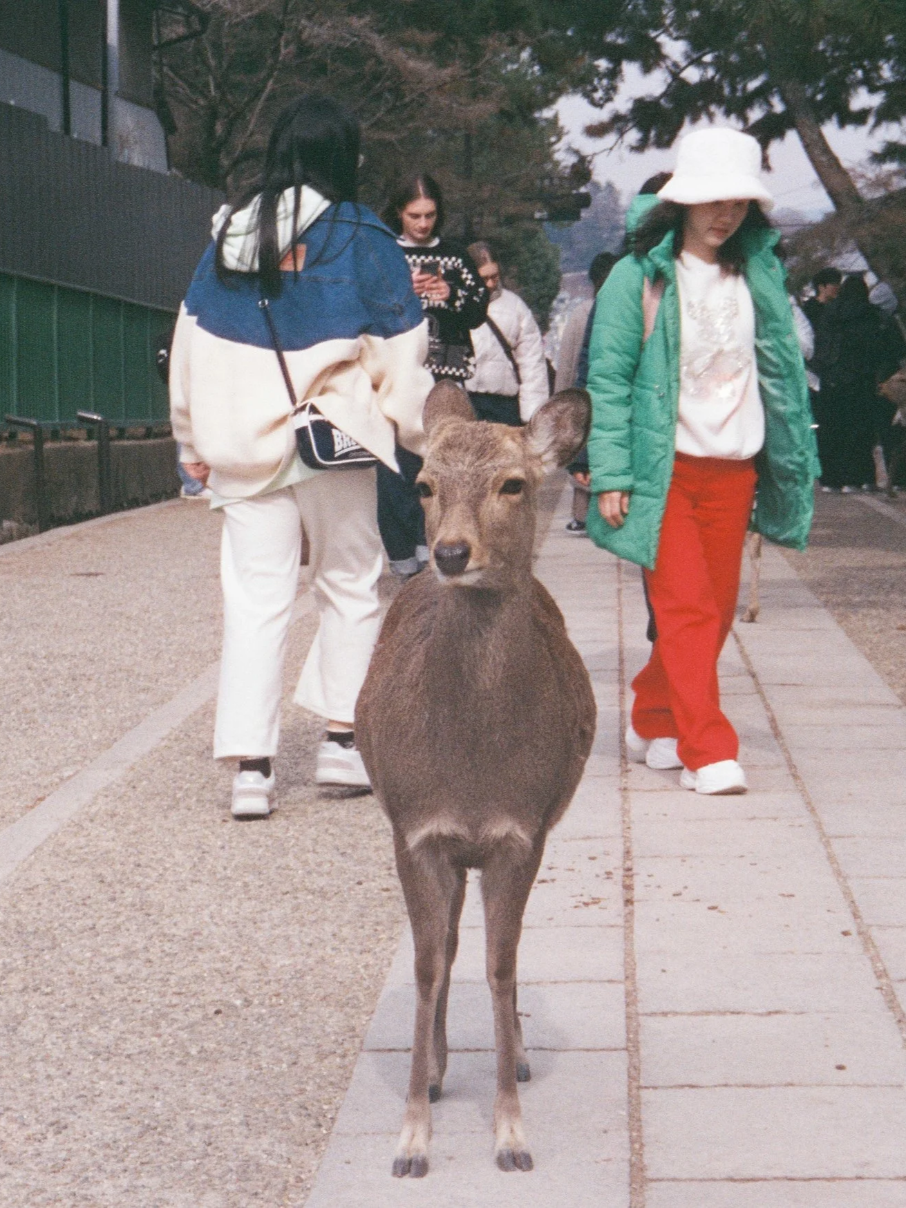 yulimaru-japan-2026-FILM_7974.png