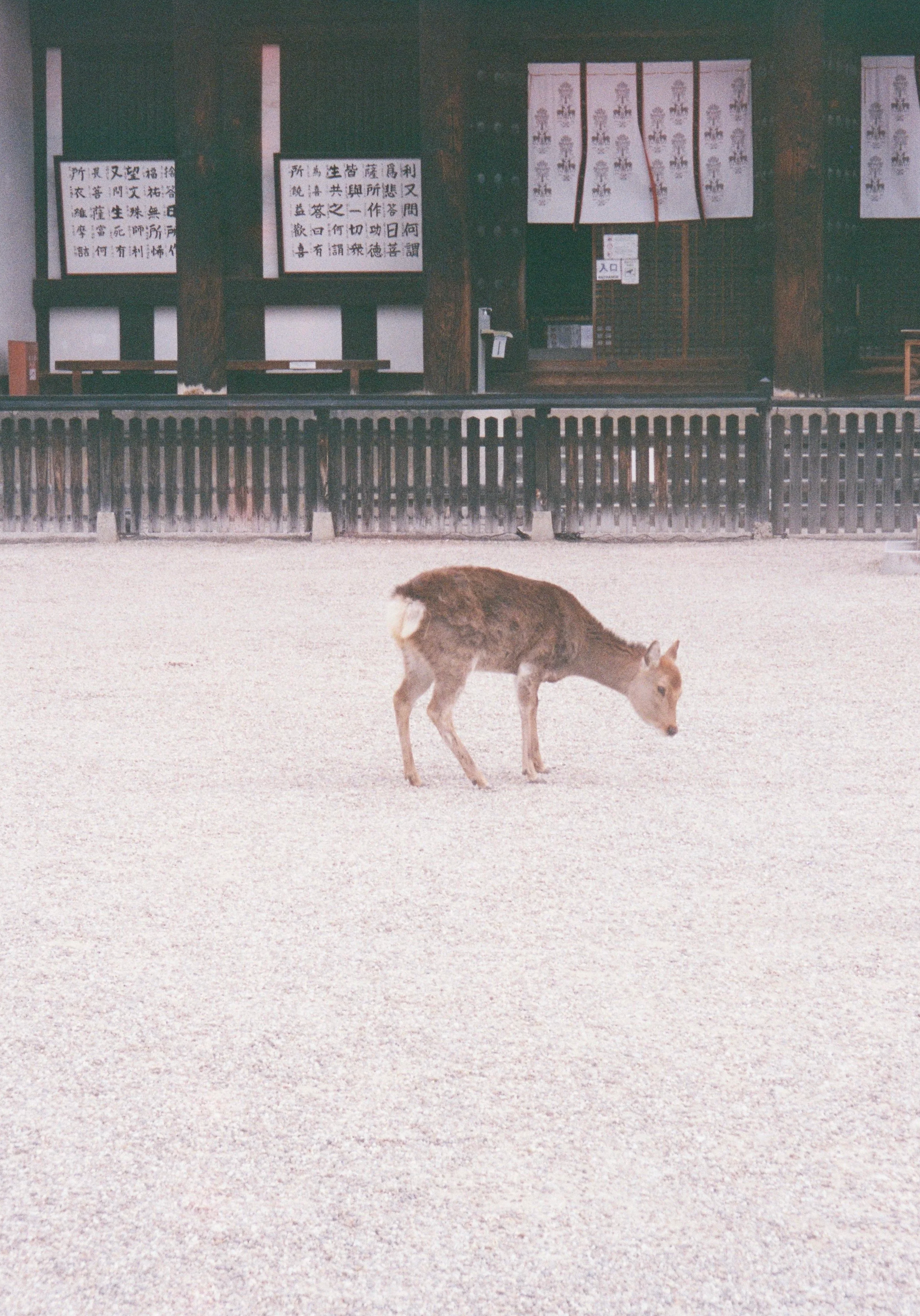 yulimaru-japan-2026-FILM_7976.png