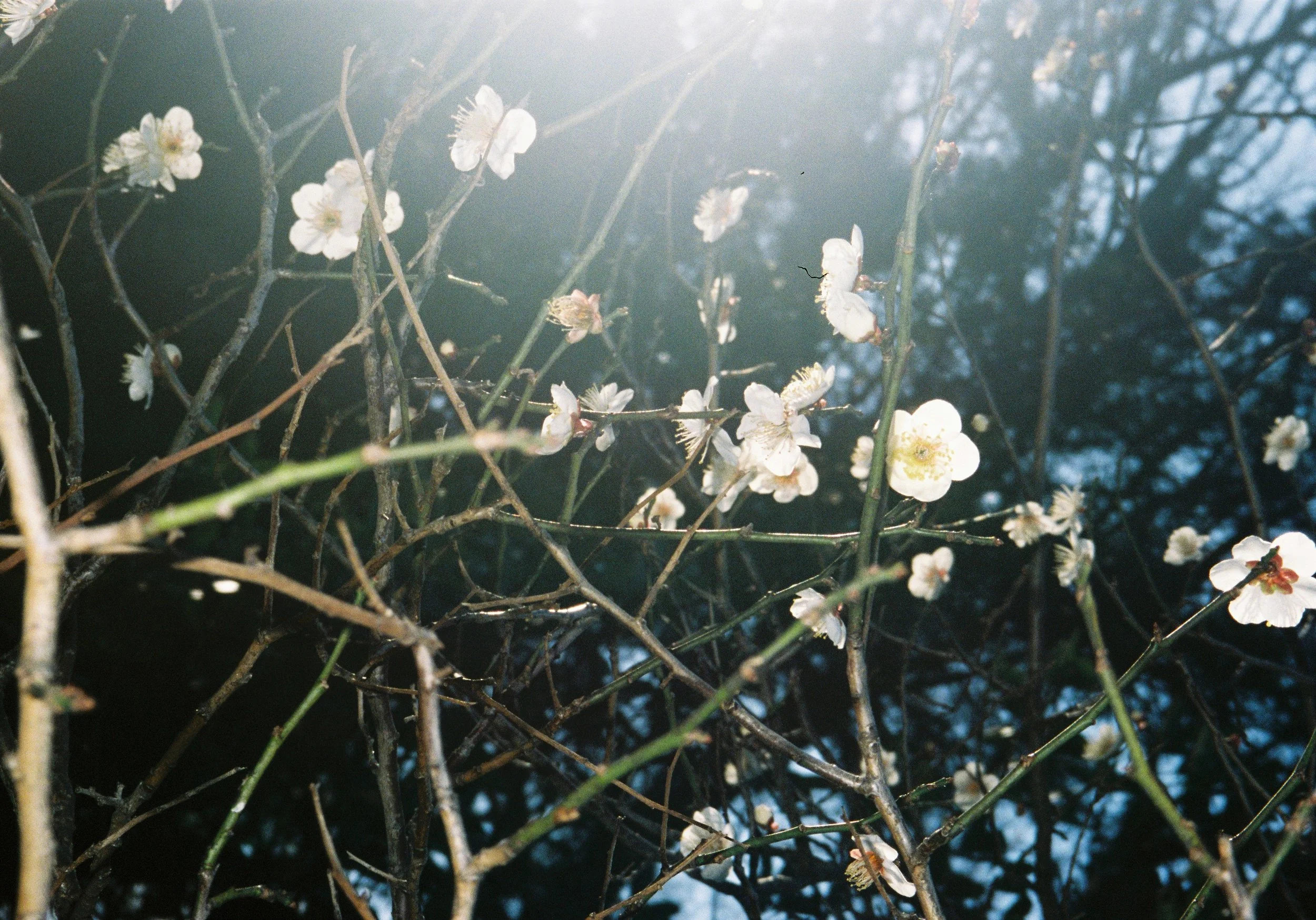 yulimaru-japan-2026-FILM_7327.JPG