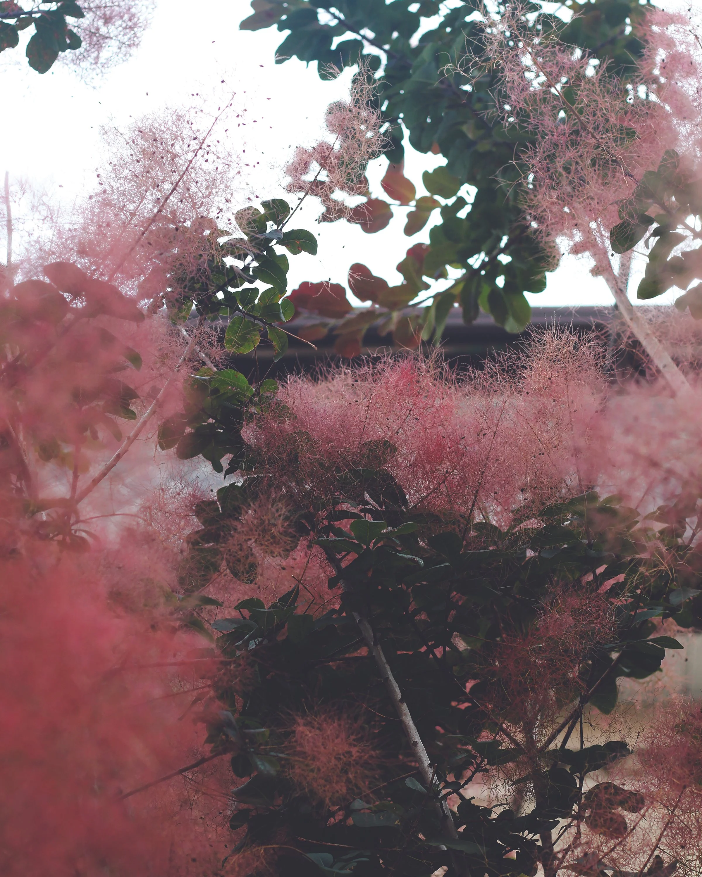 yulischeidt-smokebush-8x10-CMYK.jpg