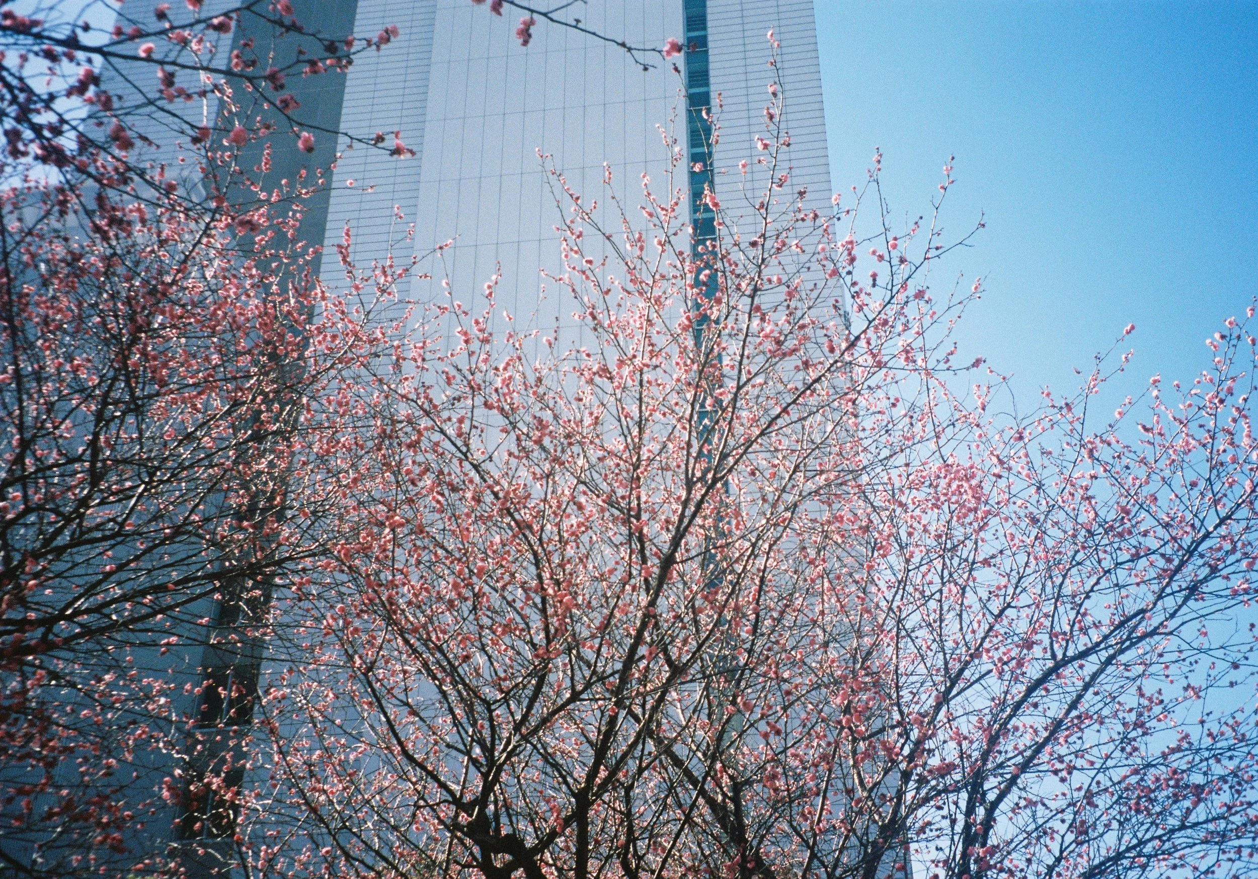 yulimaru-japan-2026-FILM_7316.JPG