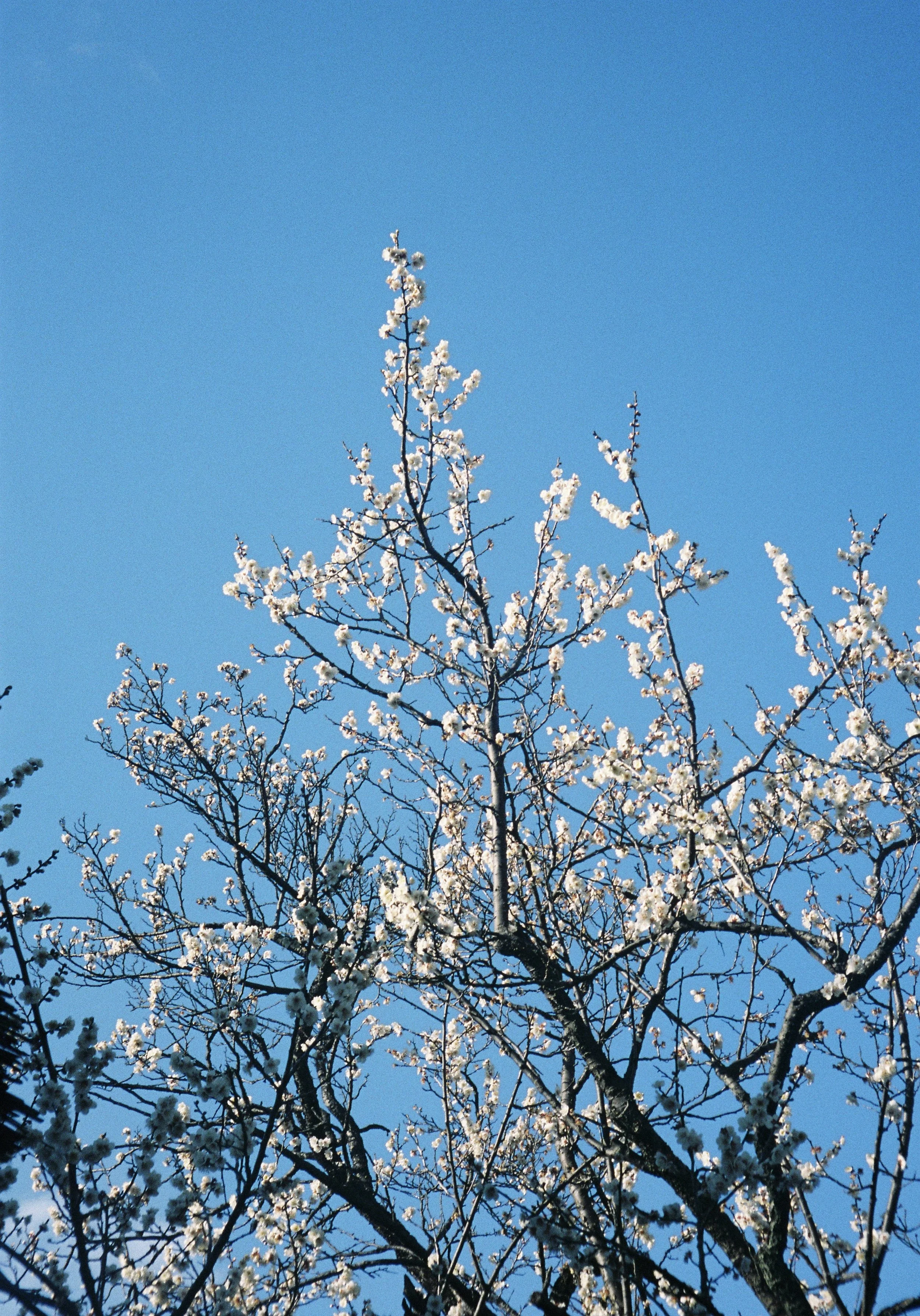 yulimaru-japan-2026-FILM_7326.JPG