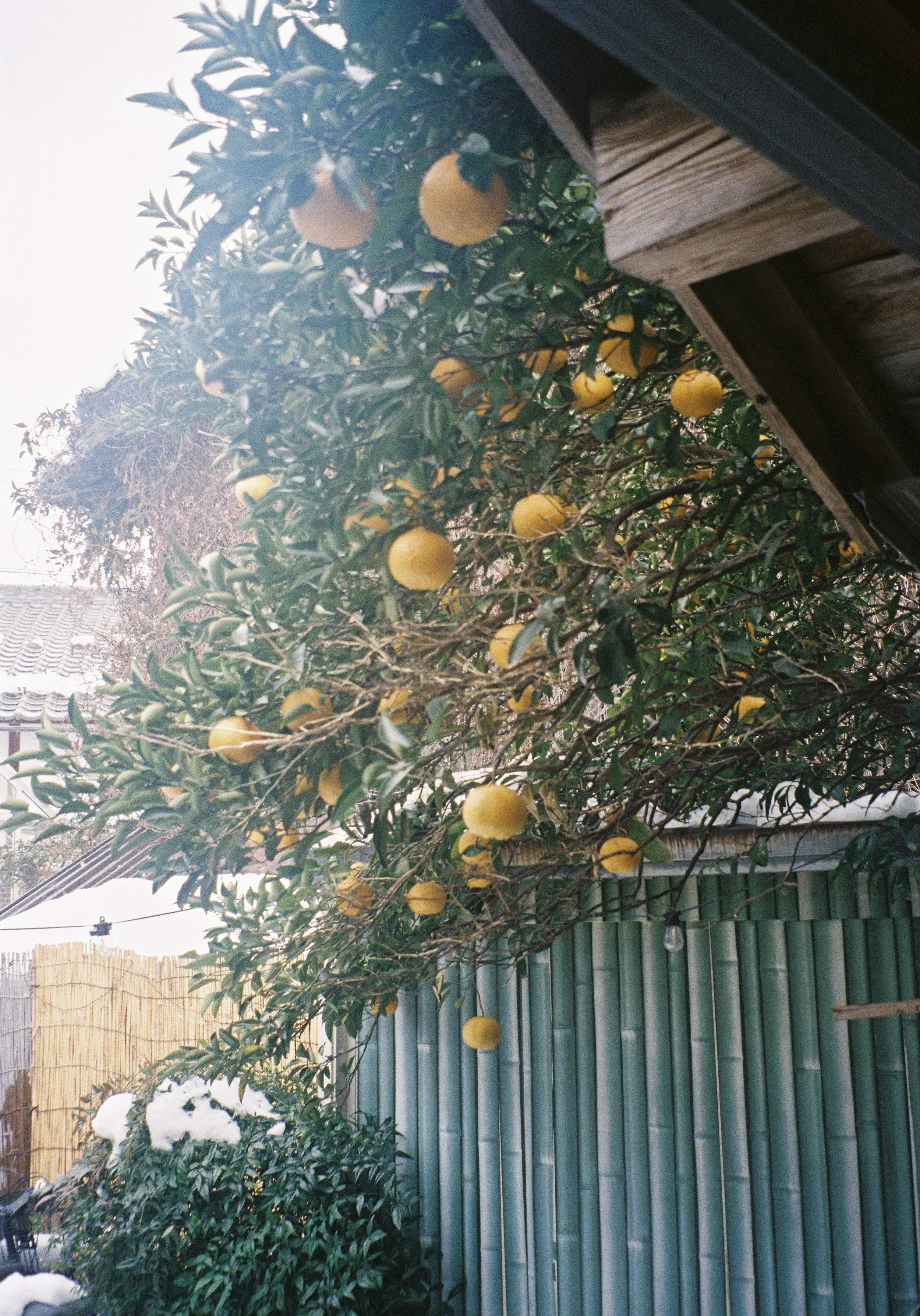 yulimaru-japan-2026-FILM_8671.JPG