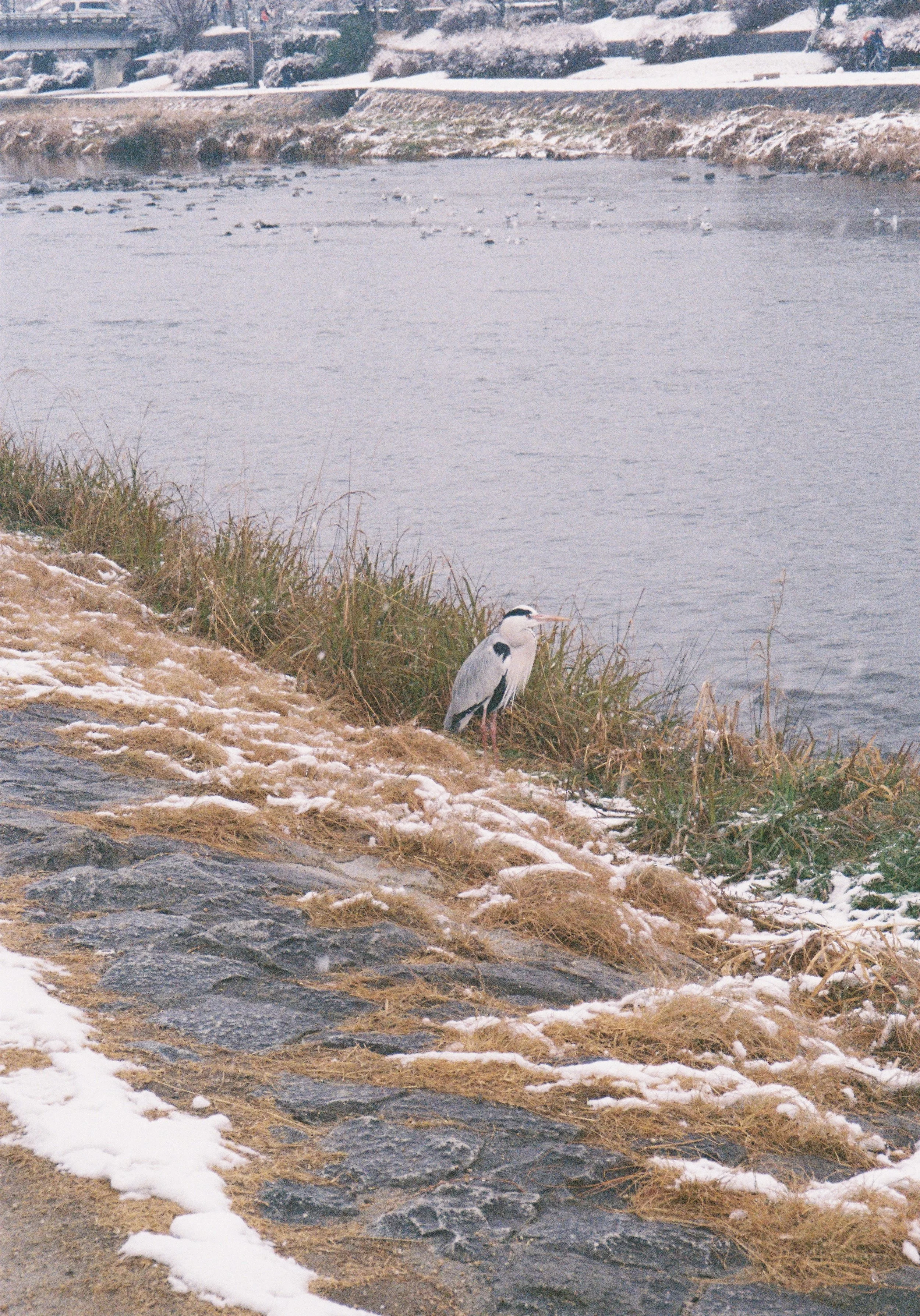 yulimaru-japan-2026-FILM_8585.JPG