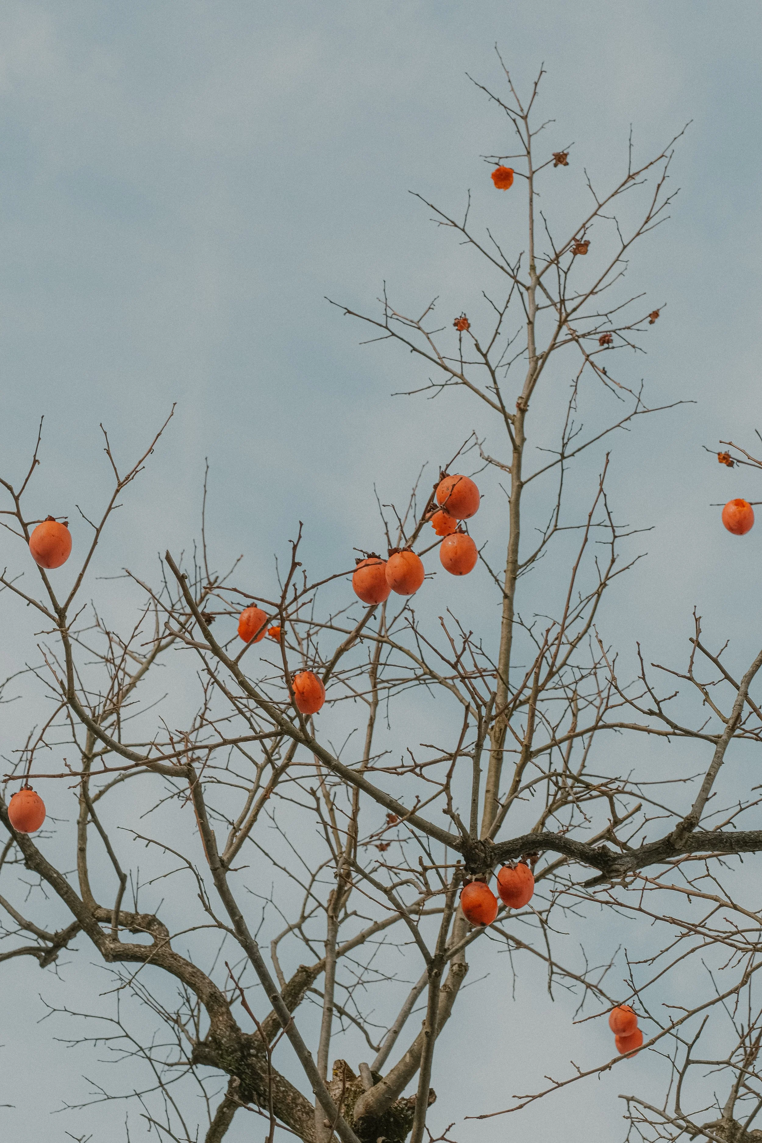 DSCF9667.jpg
