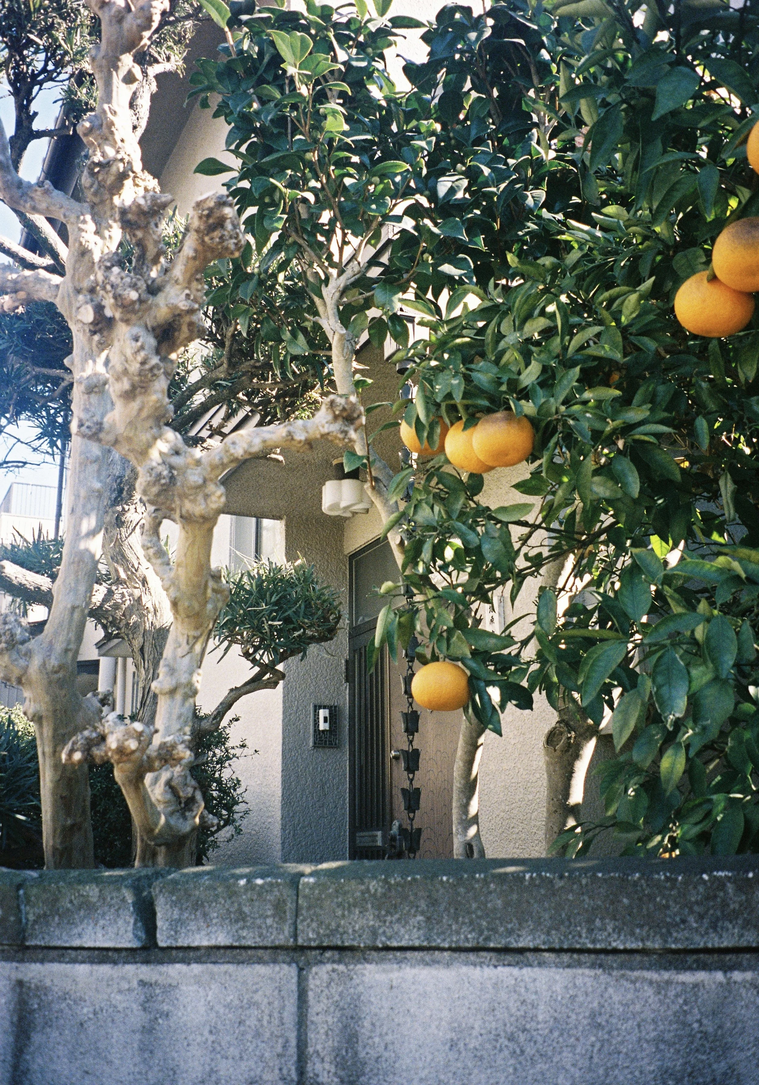 yulimaru-japan-2026-FILM_7246.JPG