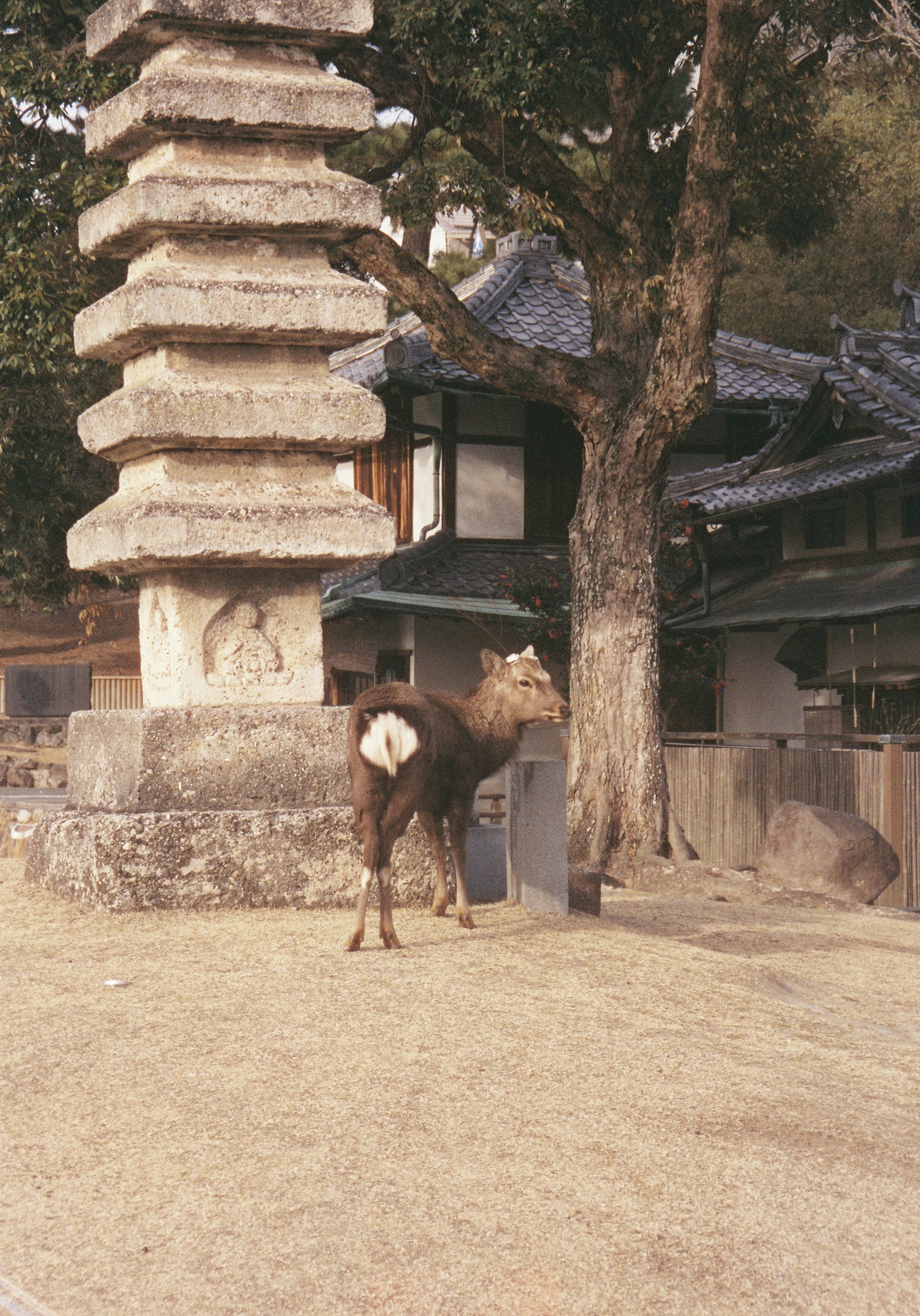 yulimaru-japan-2026-FILM_7964.JPG