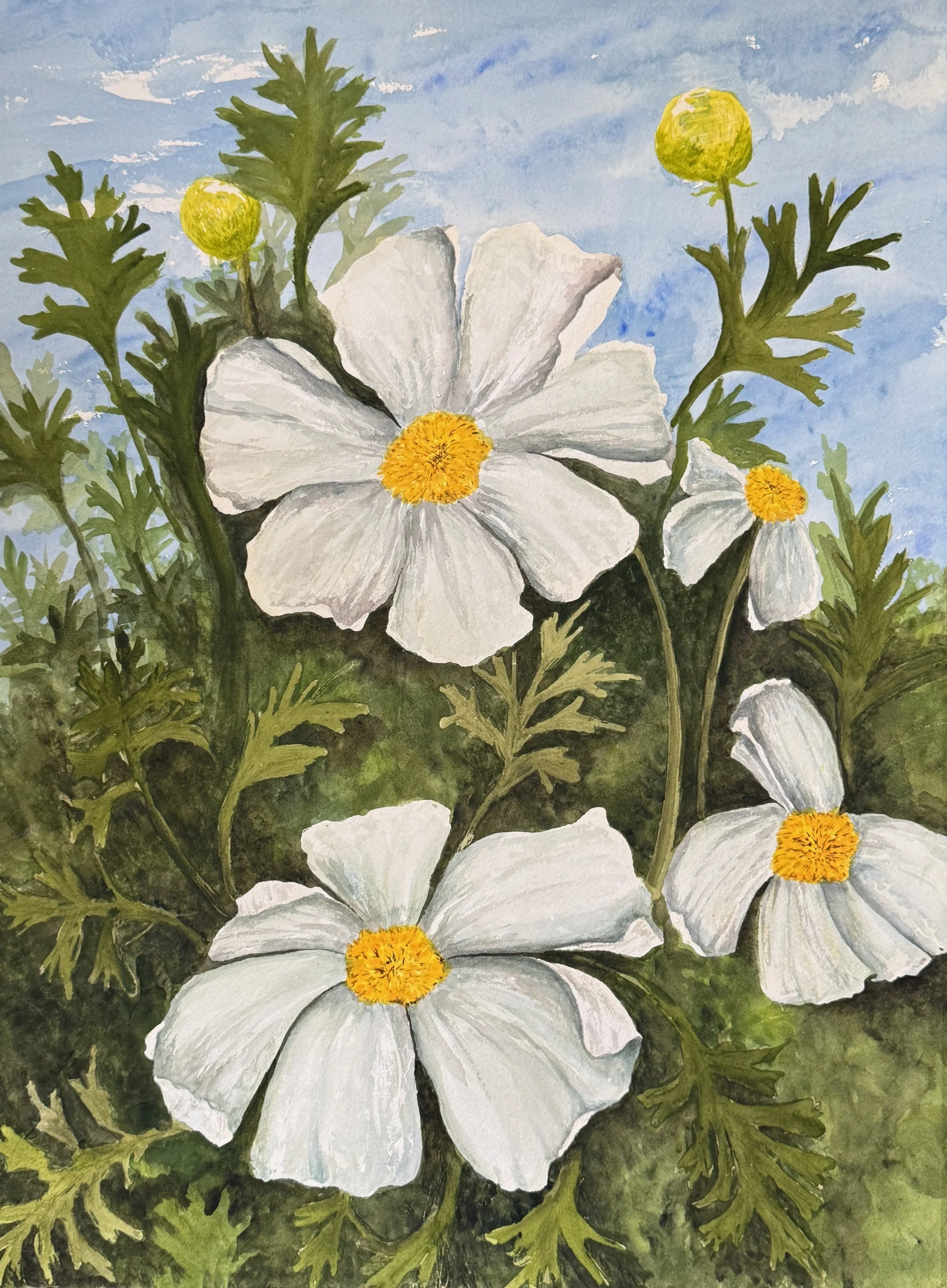 Mantijillia Poppy #7 watercolor on paper 30" x 22"