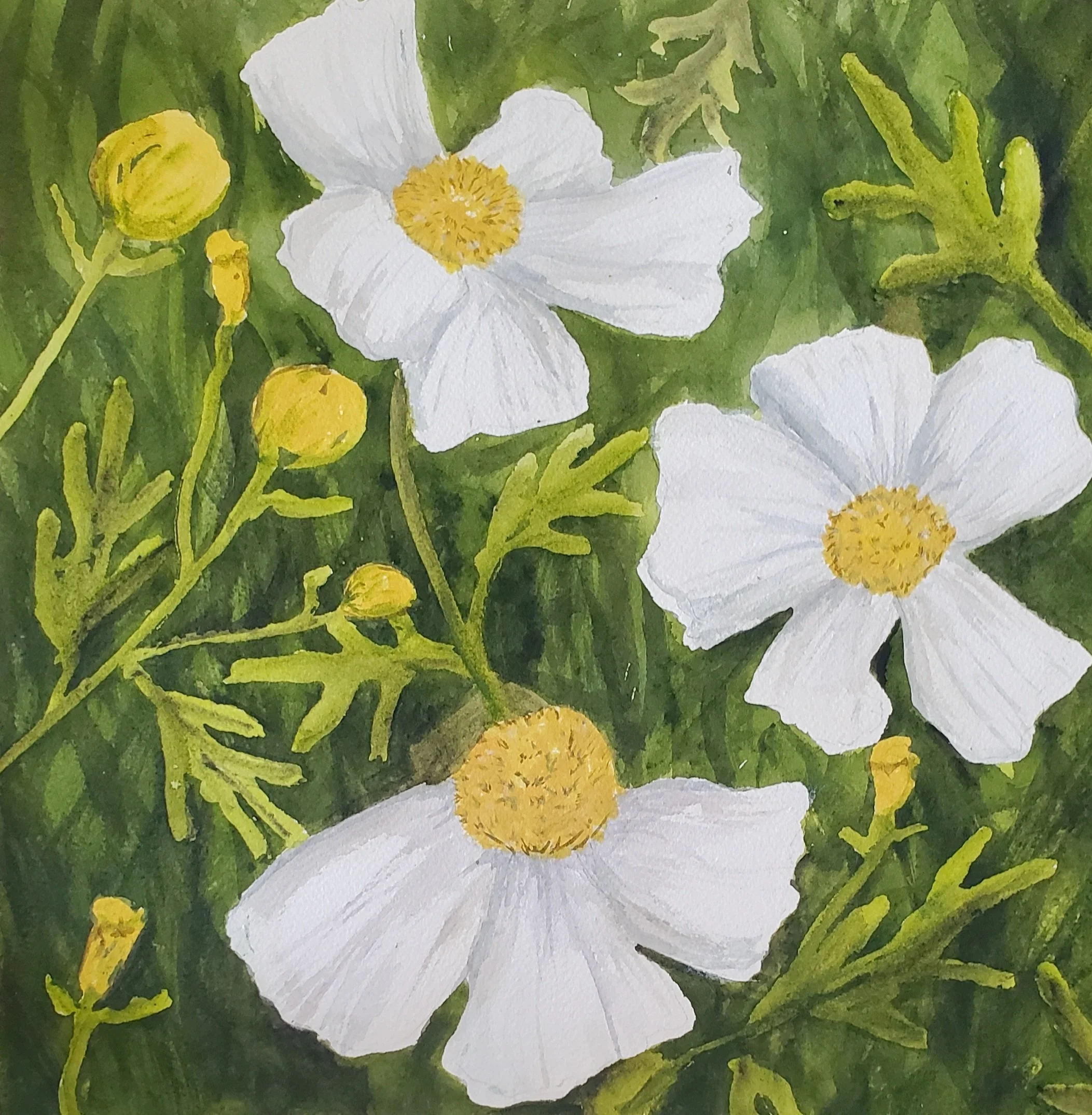 Mantijillia Poppy #3 12" x 12" watercolor on paper