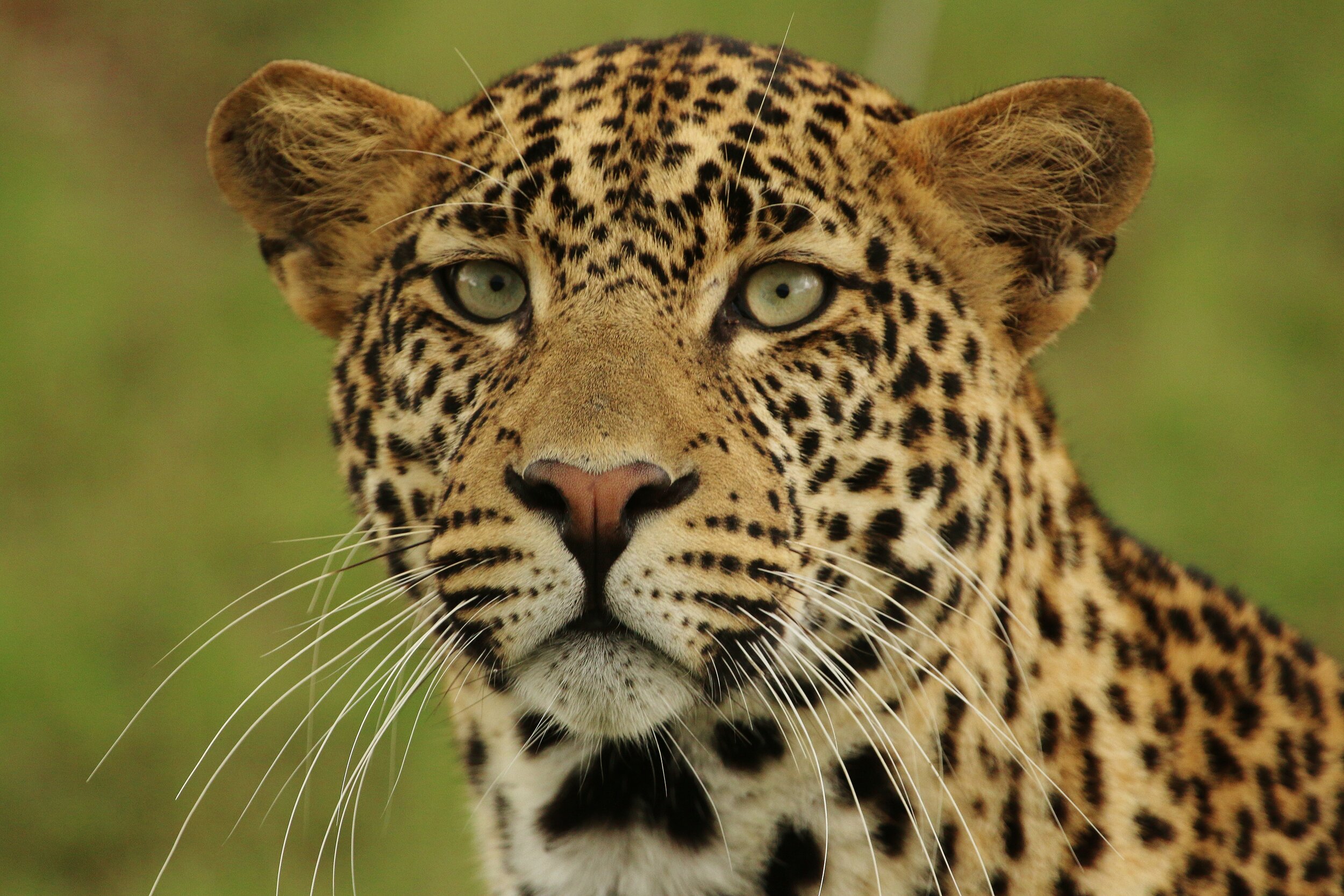 A Guides' Tale — Jungle and Savannah