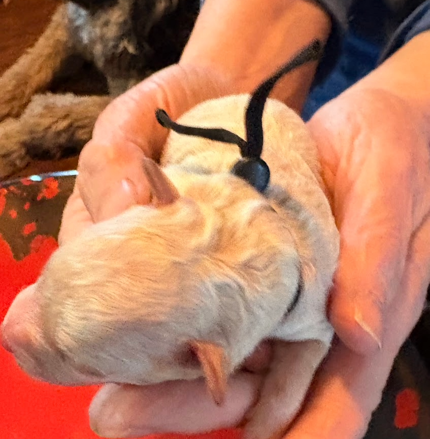 image (31).png