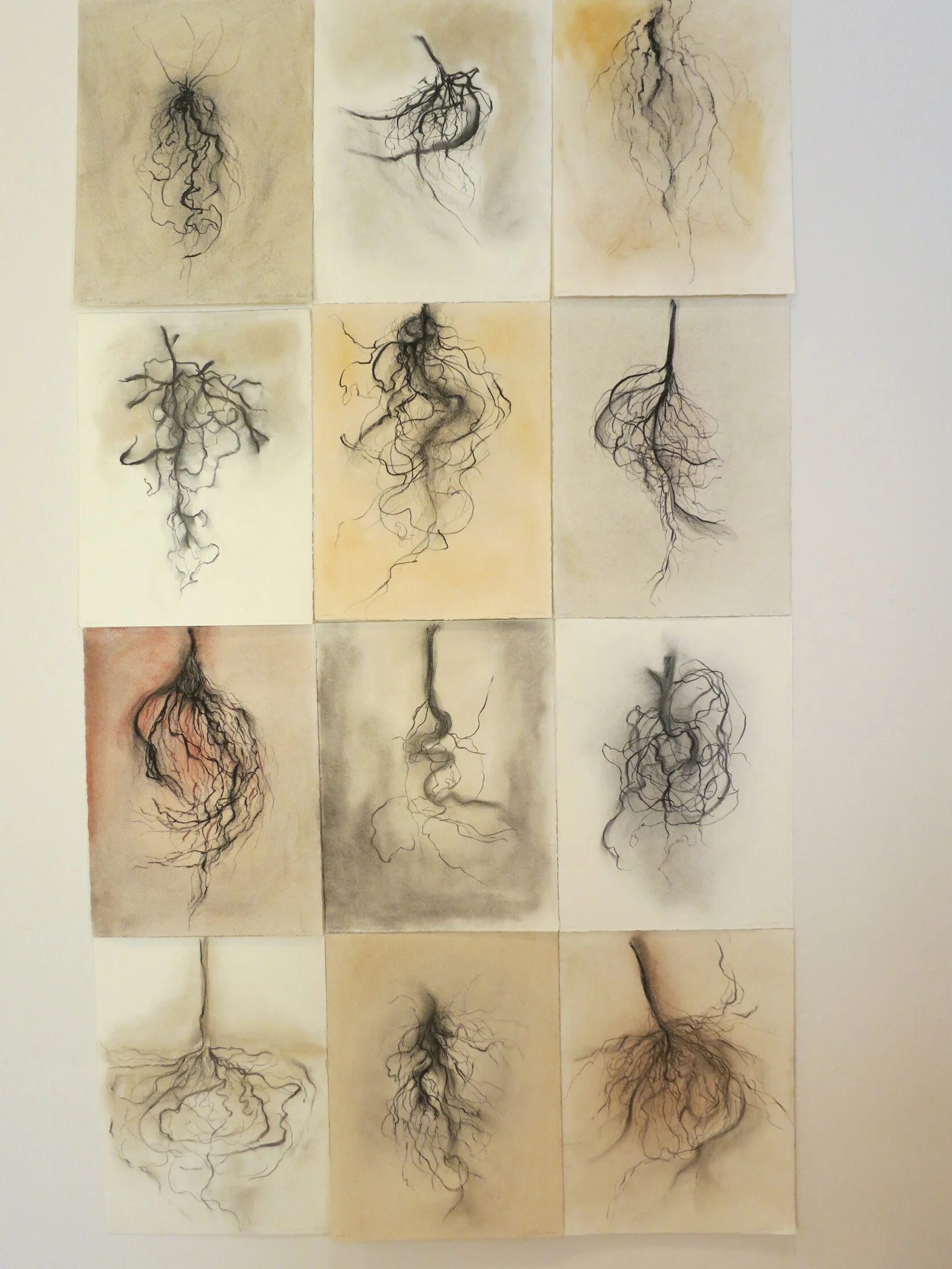 MARY ELLEN LONG: Roots
