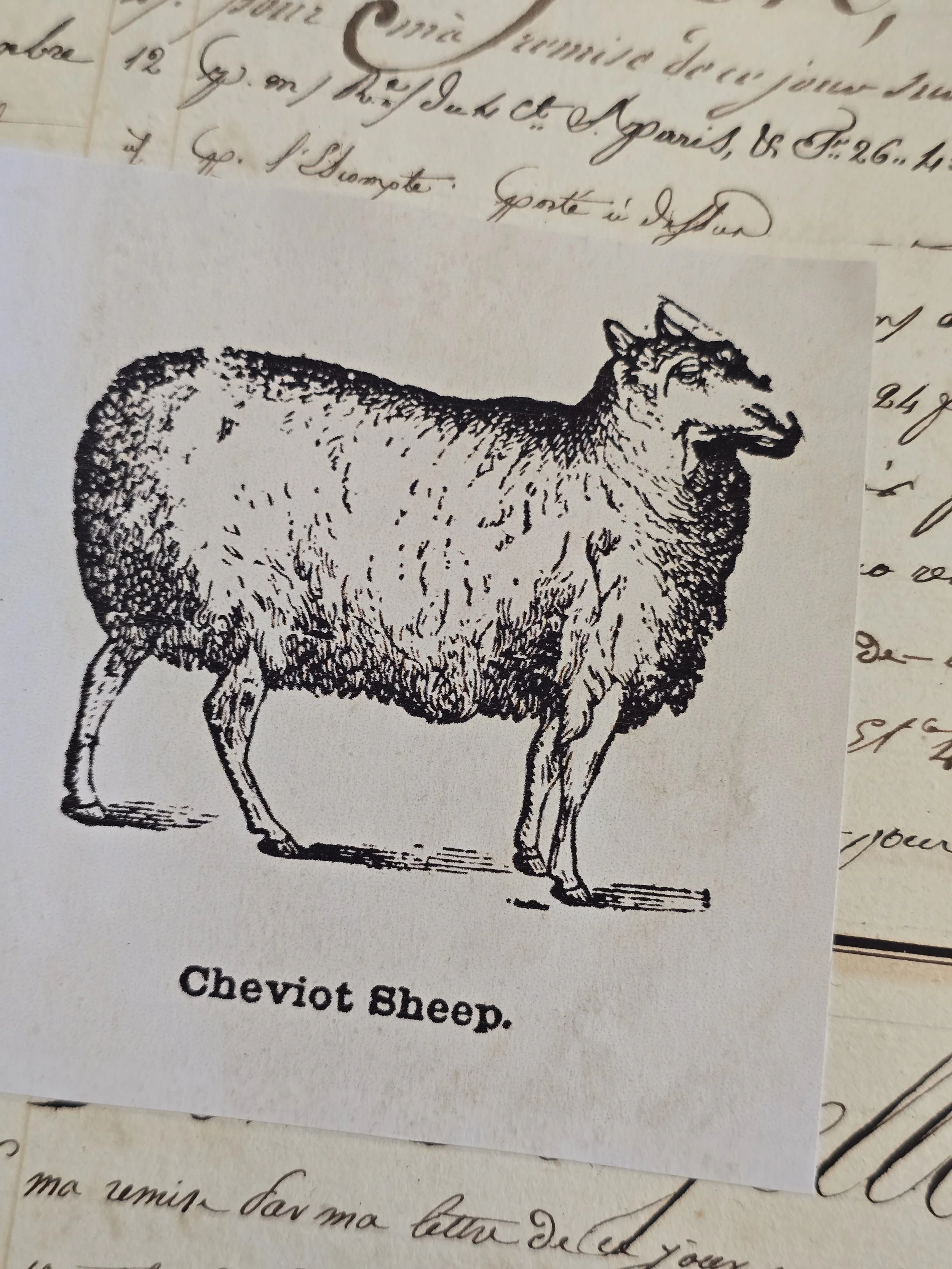 Antique French manuscript page decorated with a black and white Cheviot sheep illustration, creating a one-of-a-kind country-inspired artwork.