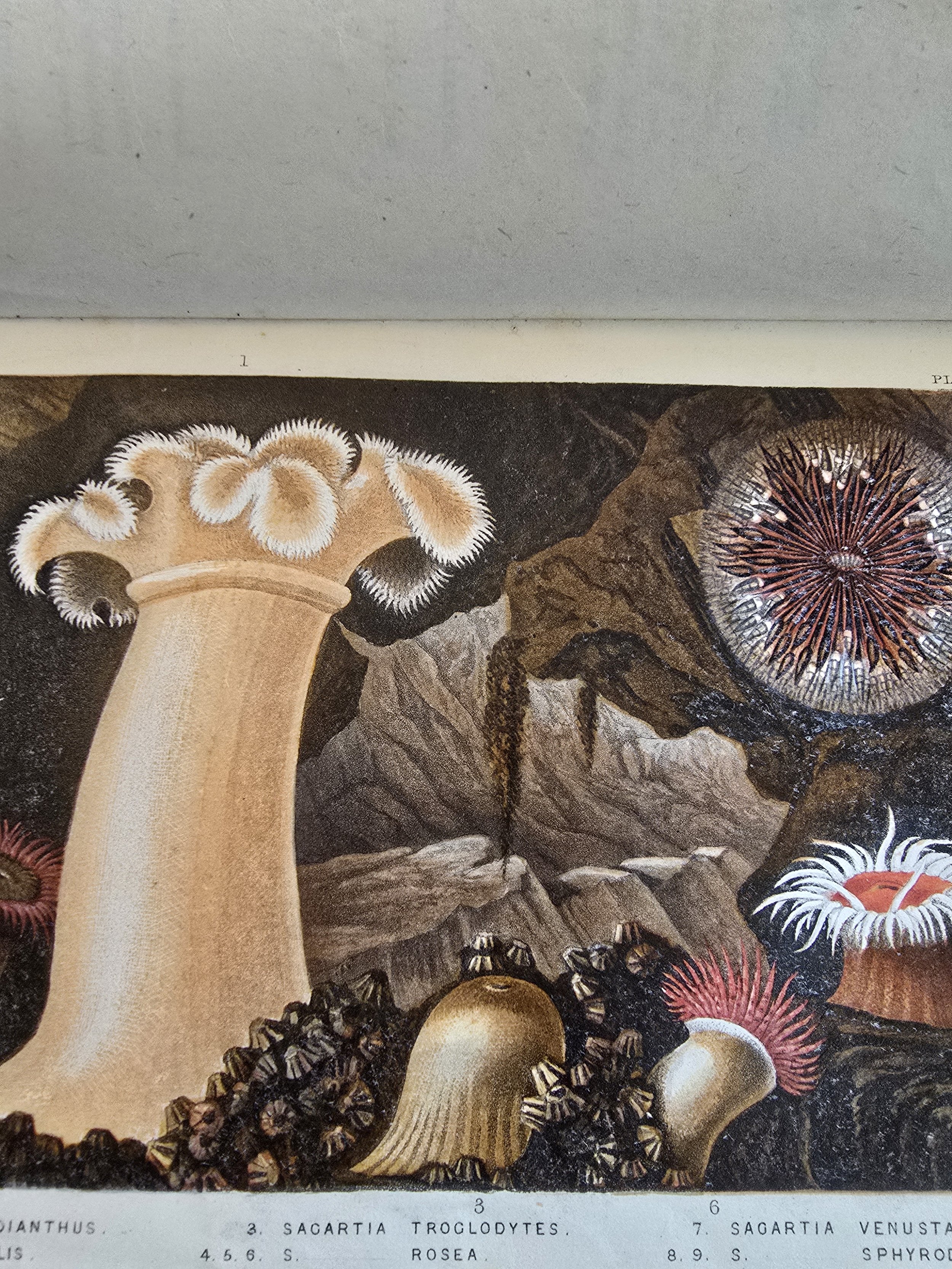 Hand-coloured plate of various sea-anemone species illustrated in vibrant detail.