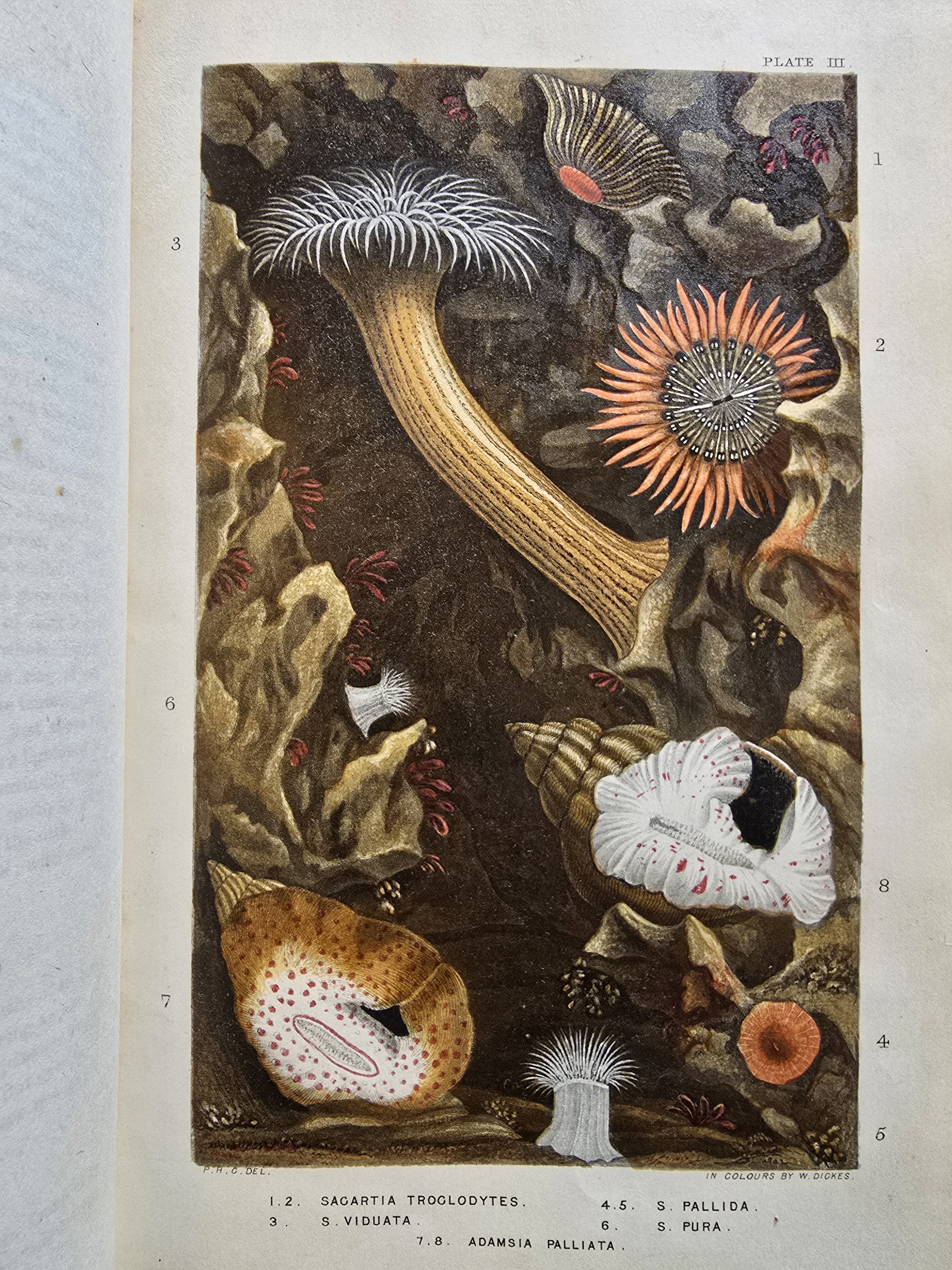 Close-up of marine-themed cover art from British natural history book.