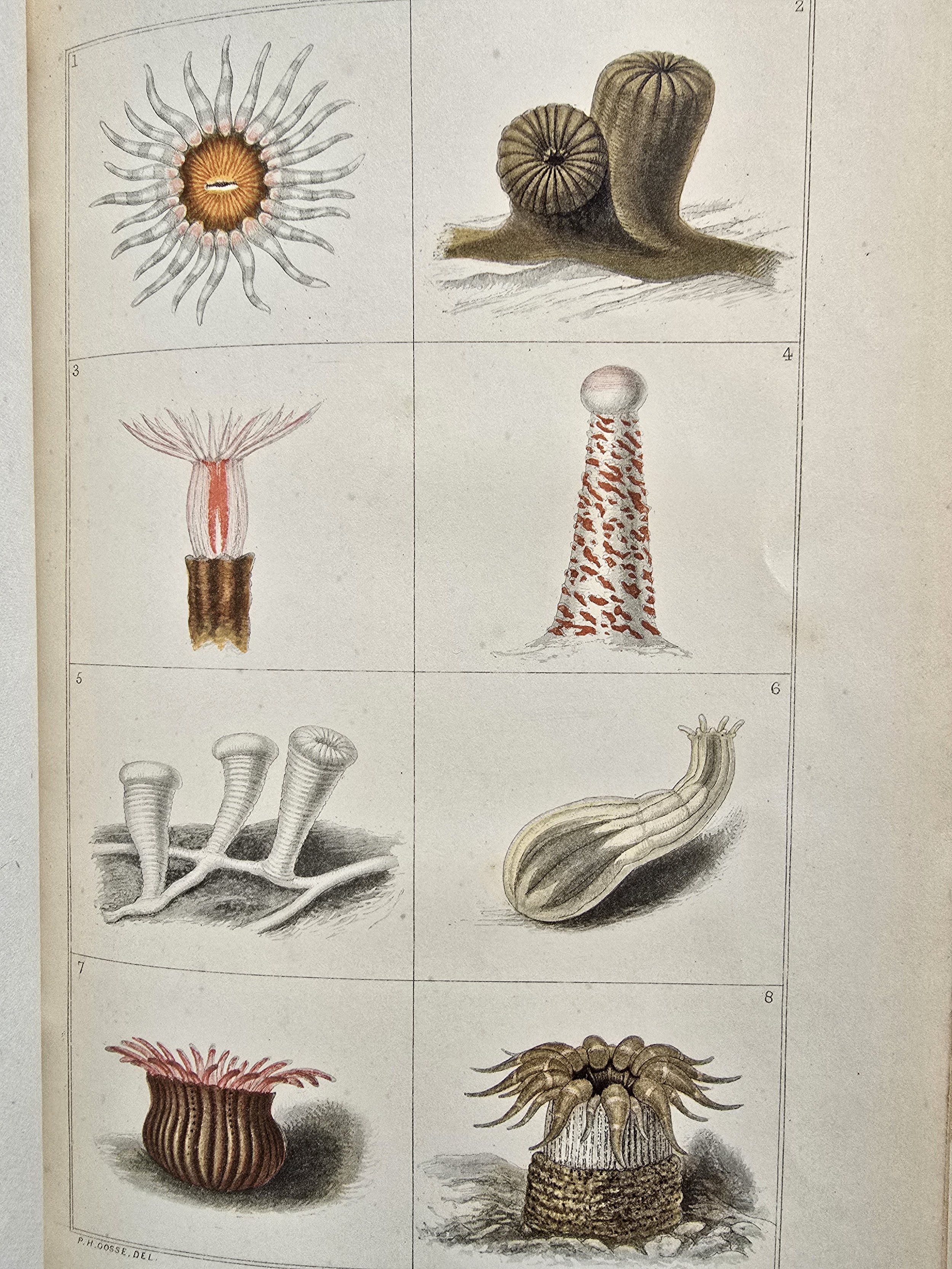 Antique naturalists book from 1860 featuring British sea anemones and coral studies.