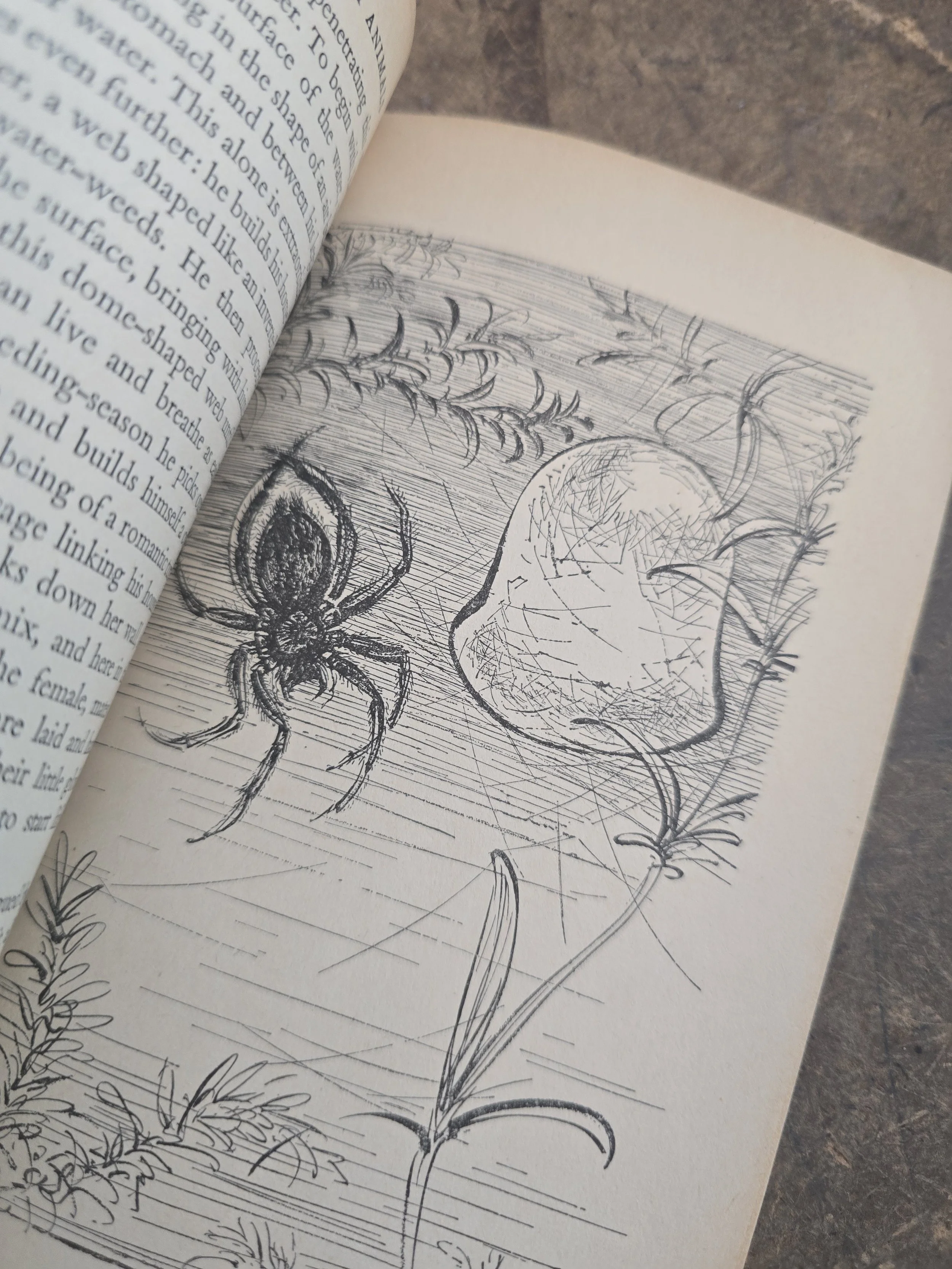 Black and white animal illustration from a mid-century Penguin nature book.