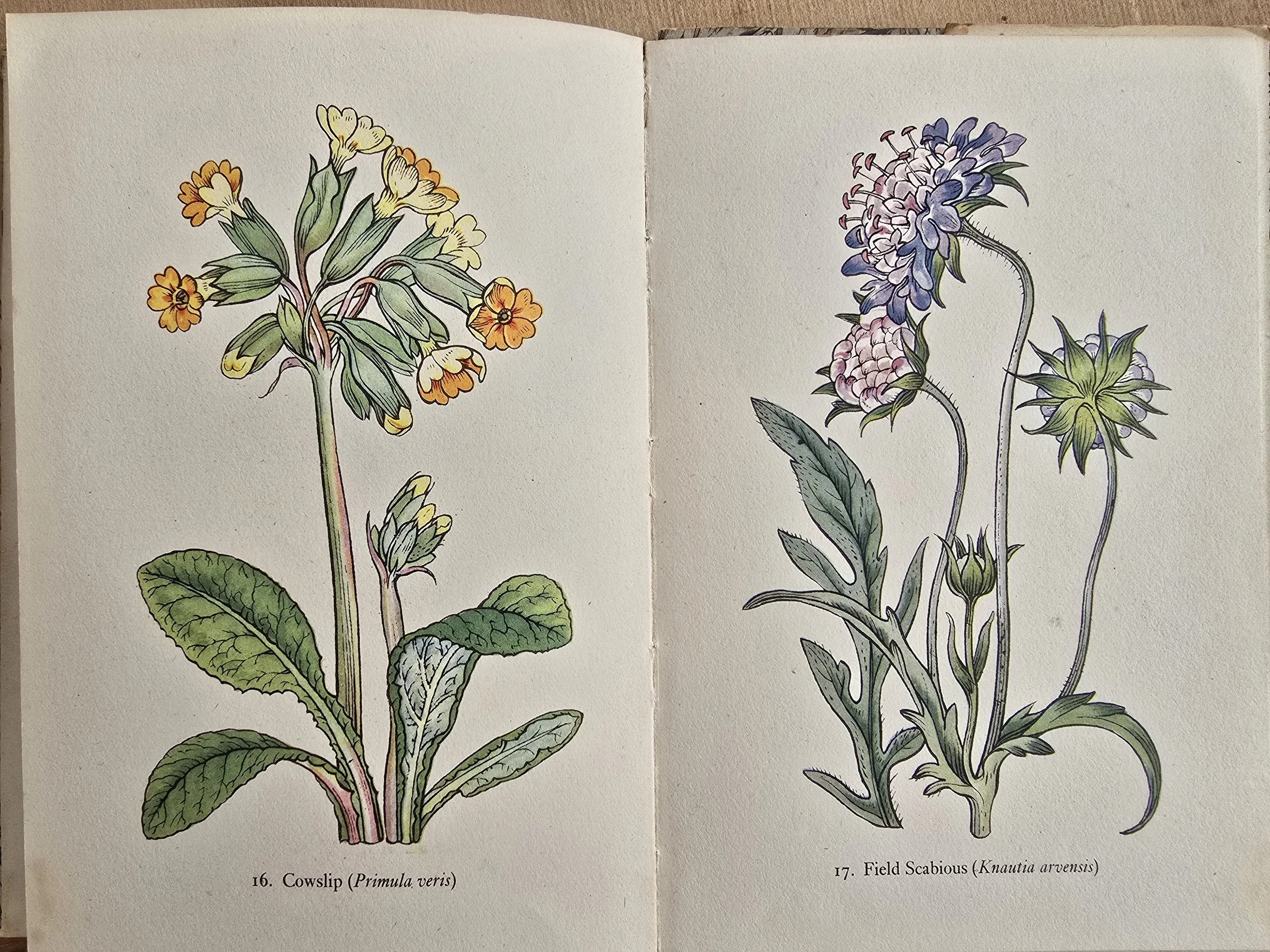 Meadow Sage plate from Flowers of the Meadow King Penguin book