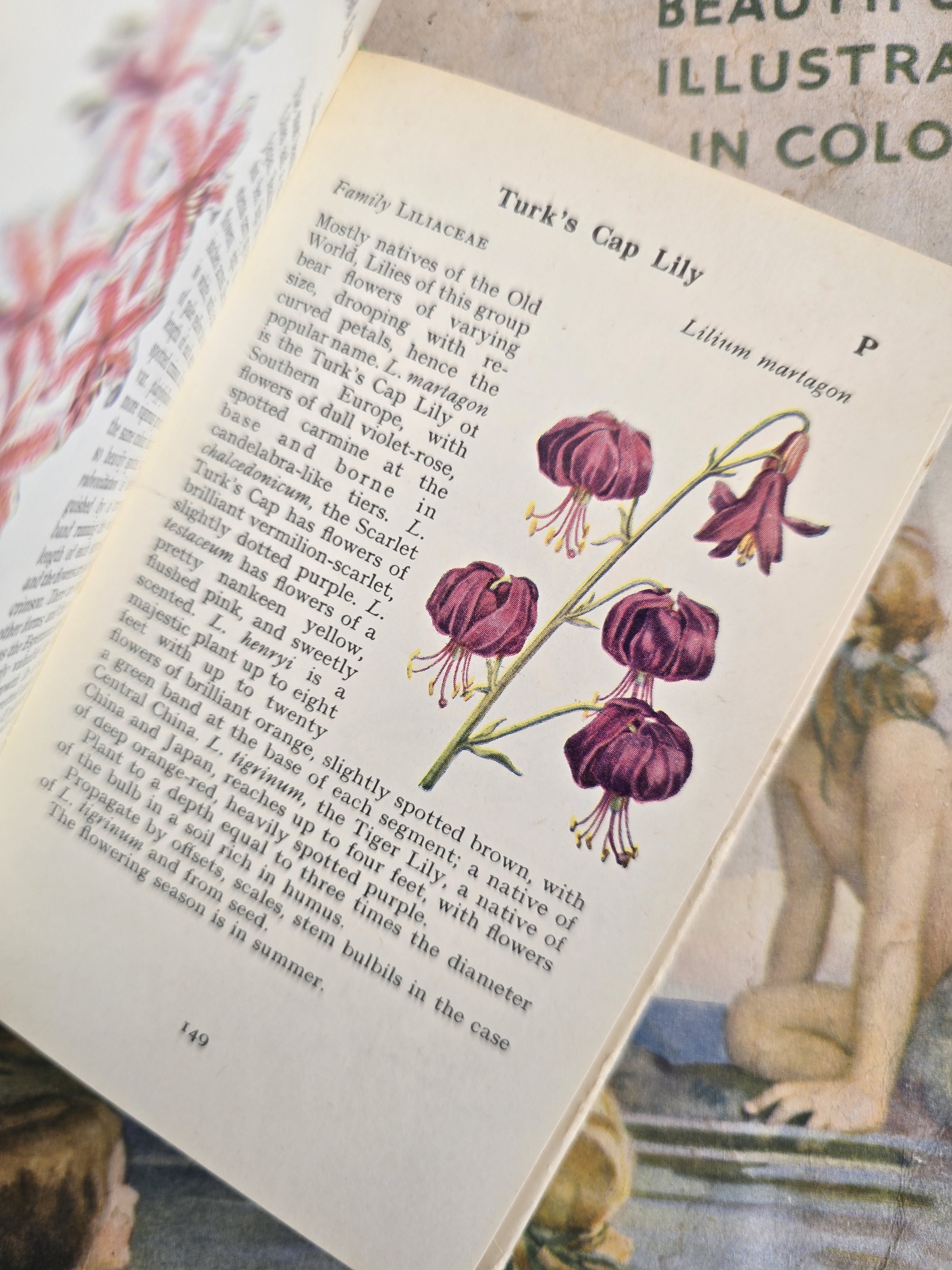 Colour plate showing Turk's Cap Lily botanical illustration and description.