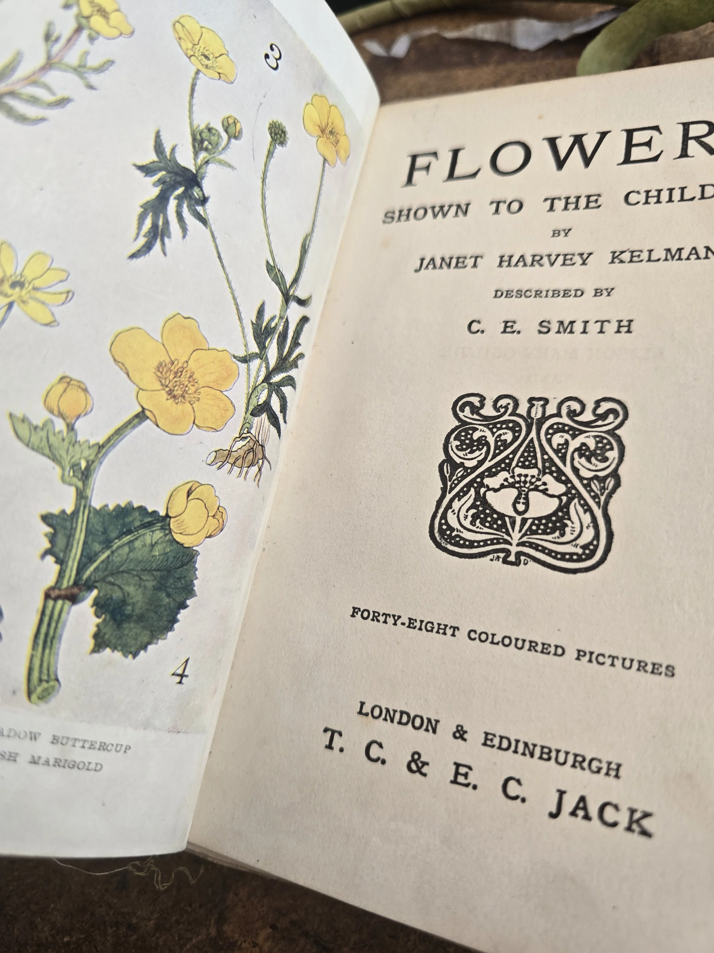 Antique natural history book featuring British wildflower illustrations