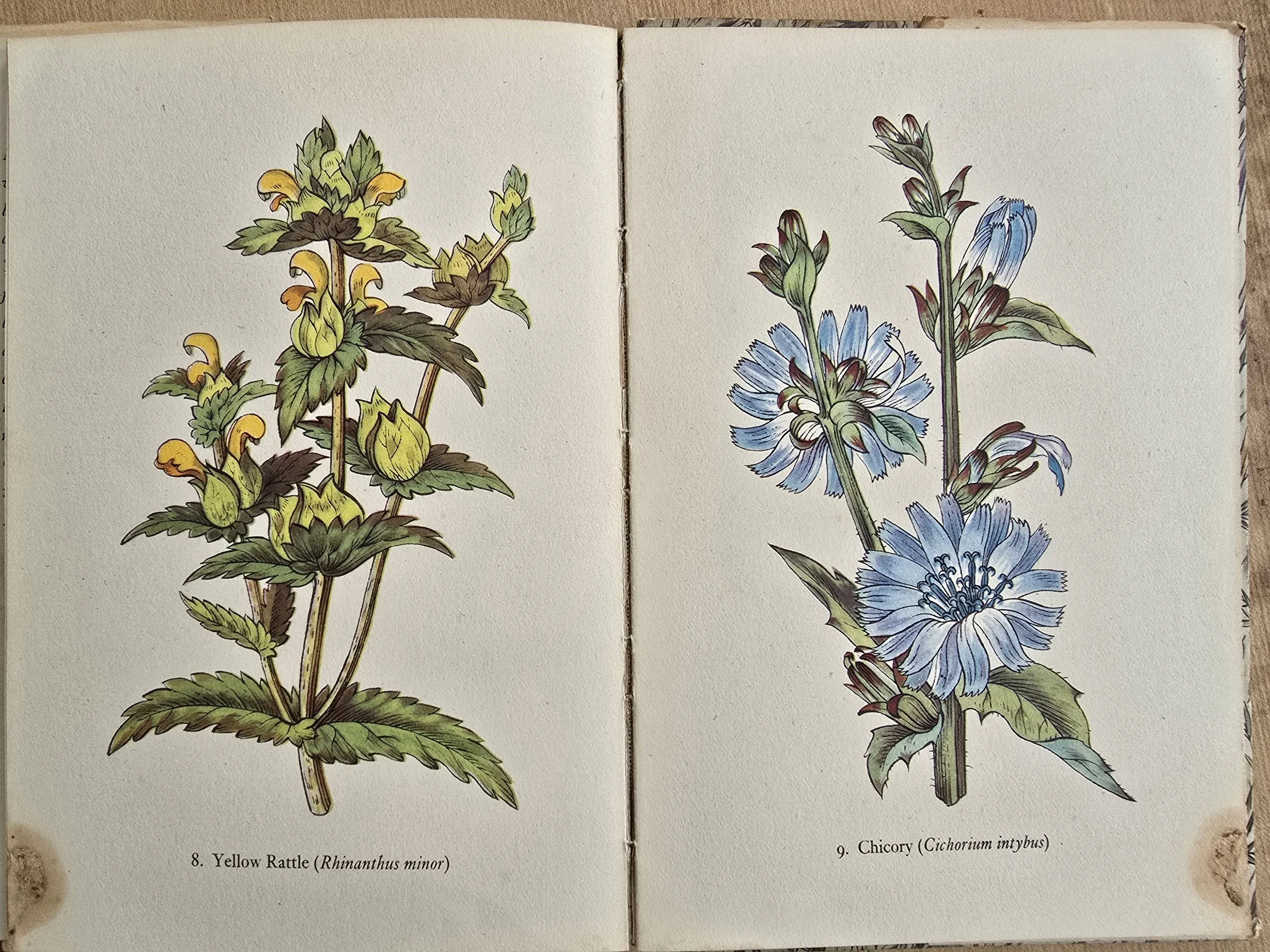 Cowslip plate from Flowers of the Meadow King Penguin book