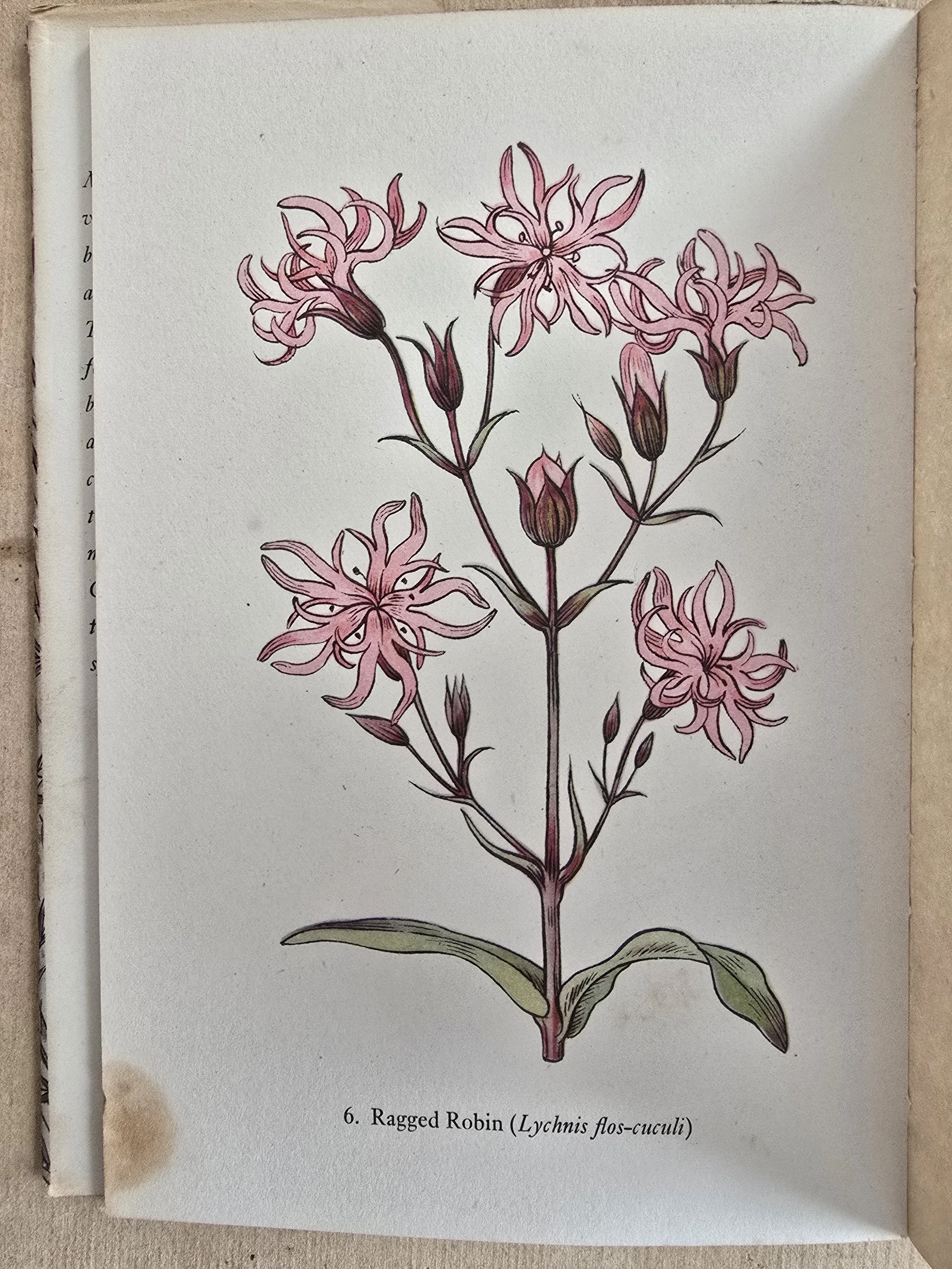 Chicory plate from Flowers of the Meadow King Penguin book