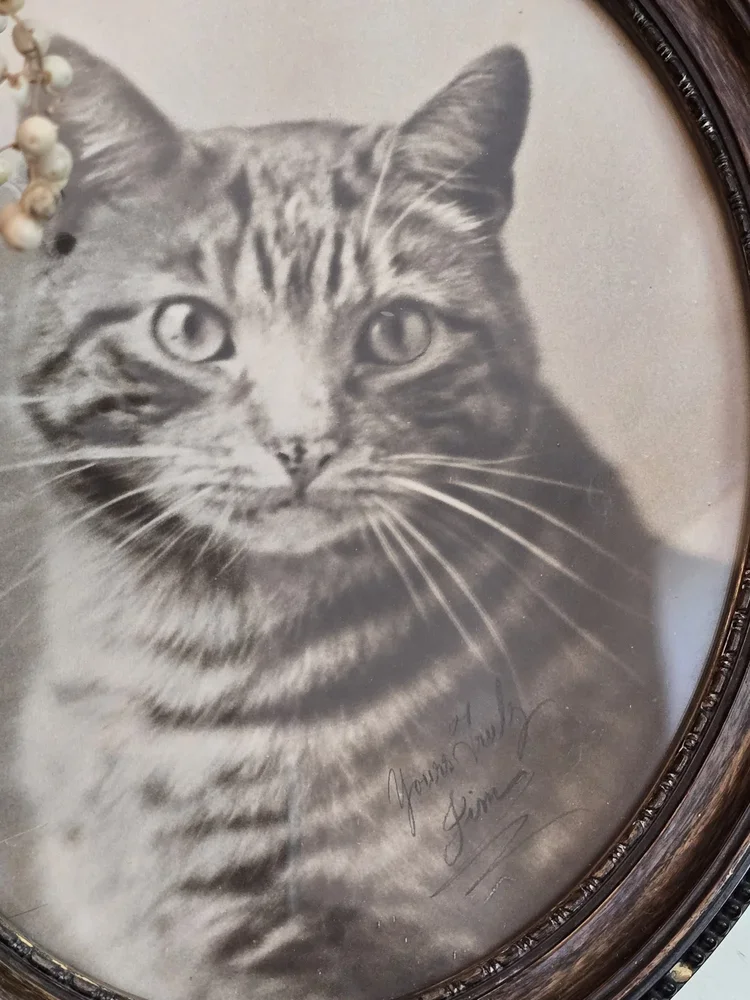 Close-up of antique cat portrait showing 'Yours Truly Jim' signature.