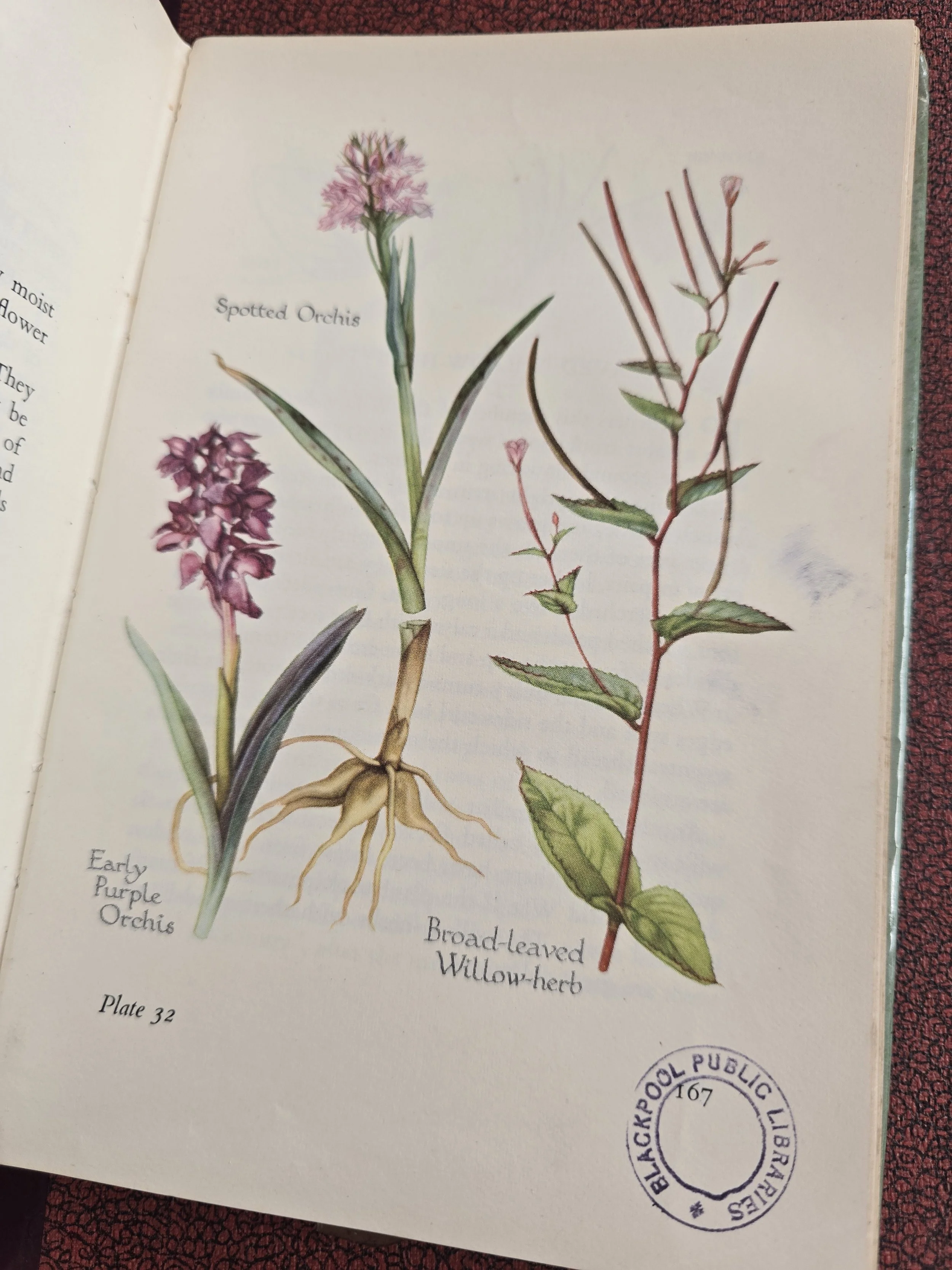 botanical illustration page showing water forget me not and viper’s bugloss from vintage wildflower book