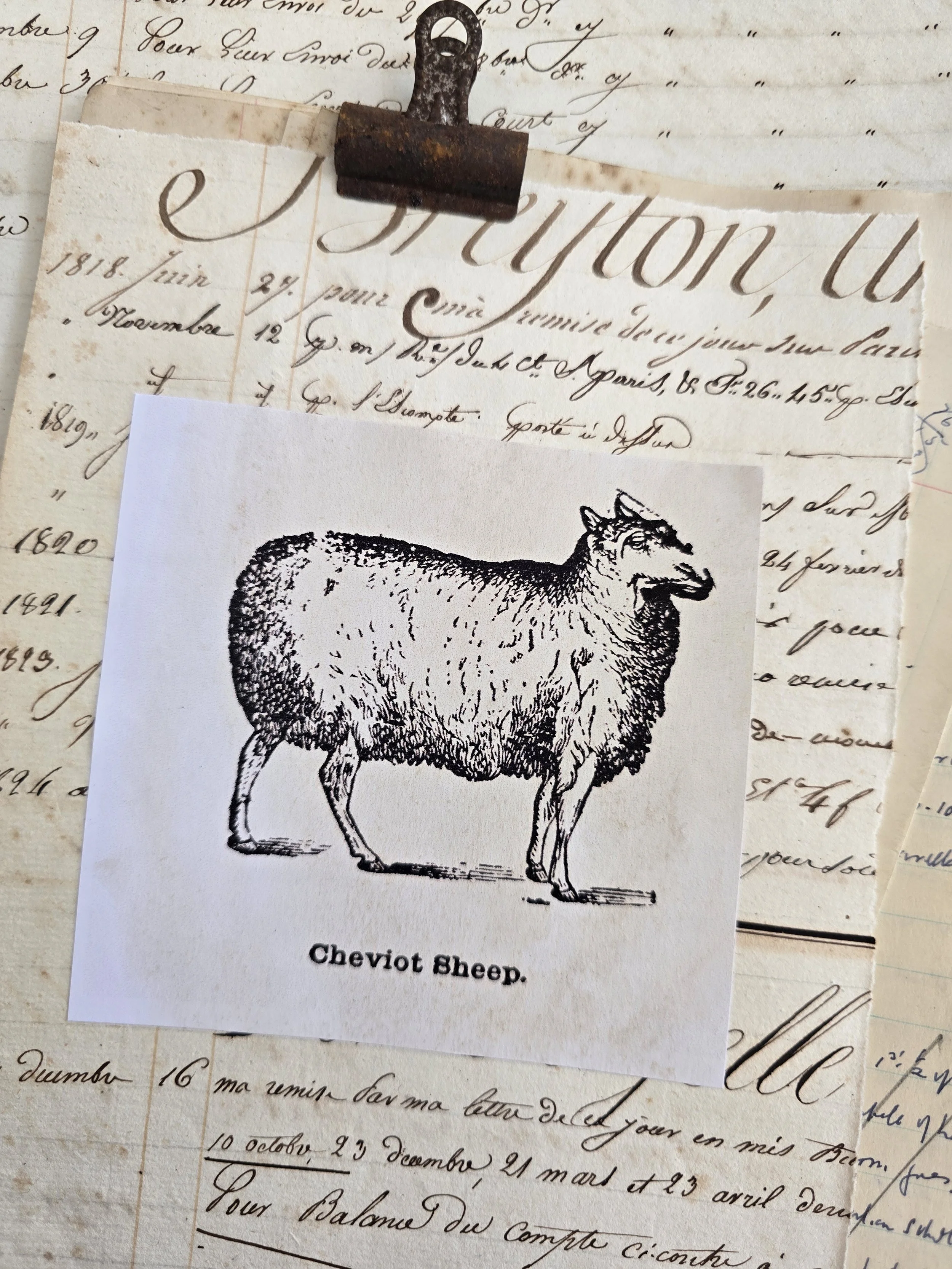 Handmade collage featuring a Cheviot sheep illustration mounted on an antique French ledger page with elegant nineteenth-century handwriting.