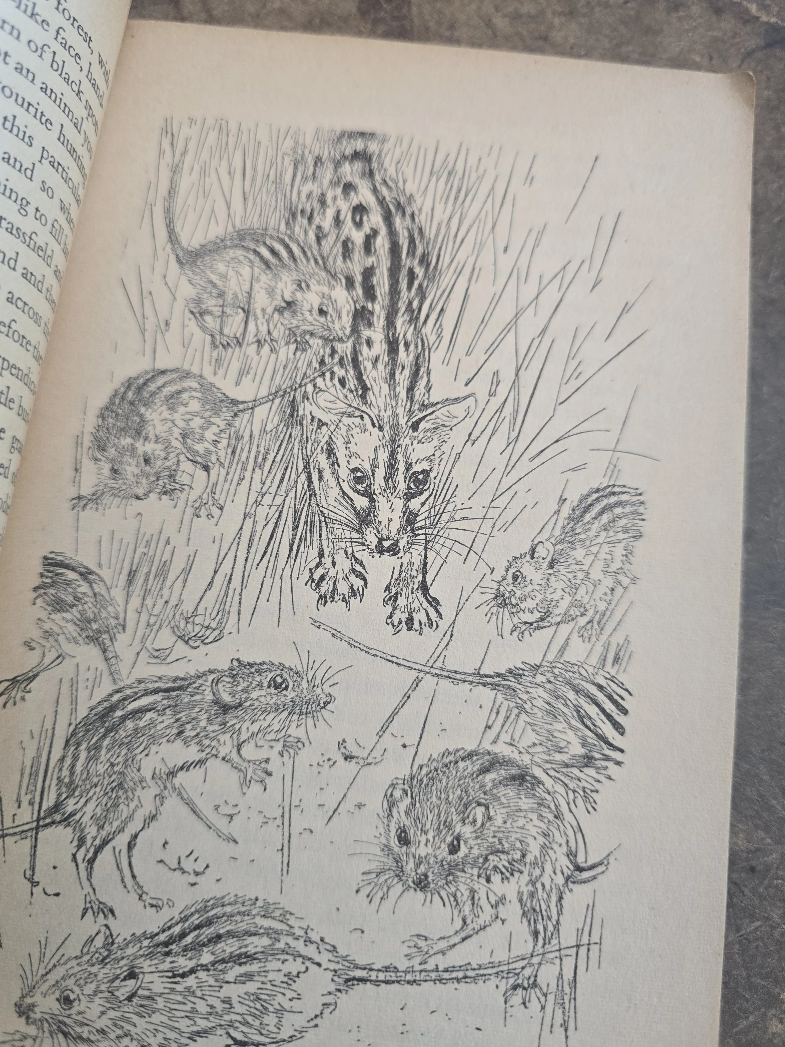 Interior wildlife illustration from vintage Gerald Durrell paperback