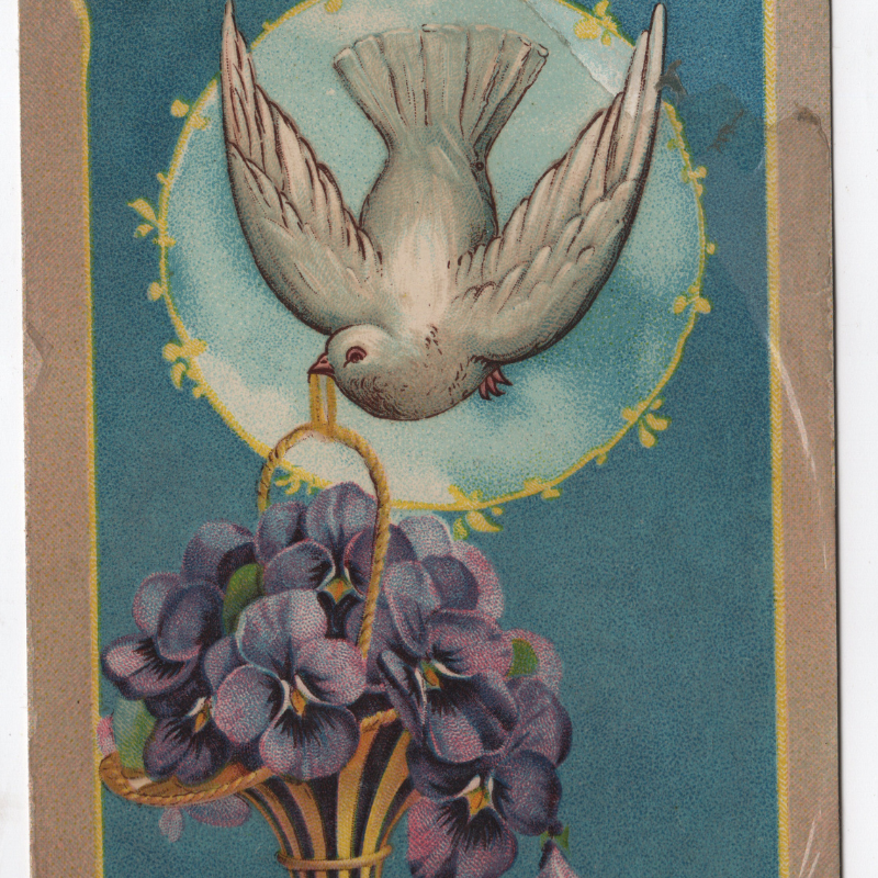 Antique postcard showing a small white dove flying above a bunch of purple violets.