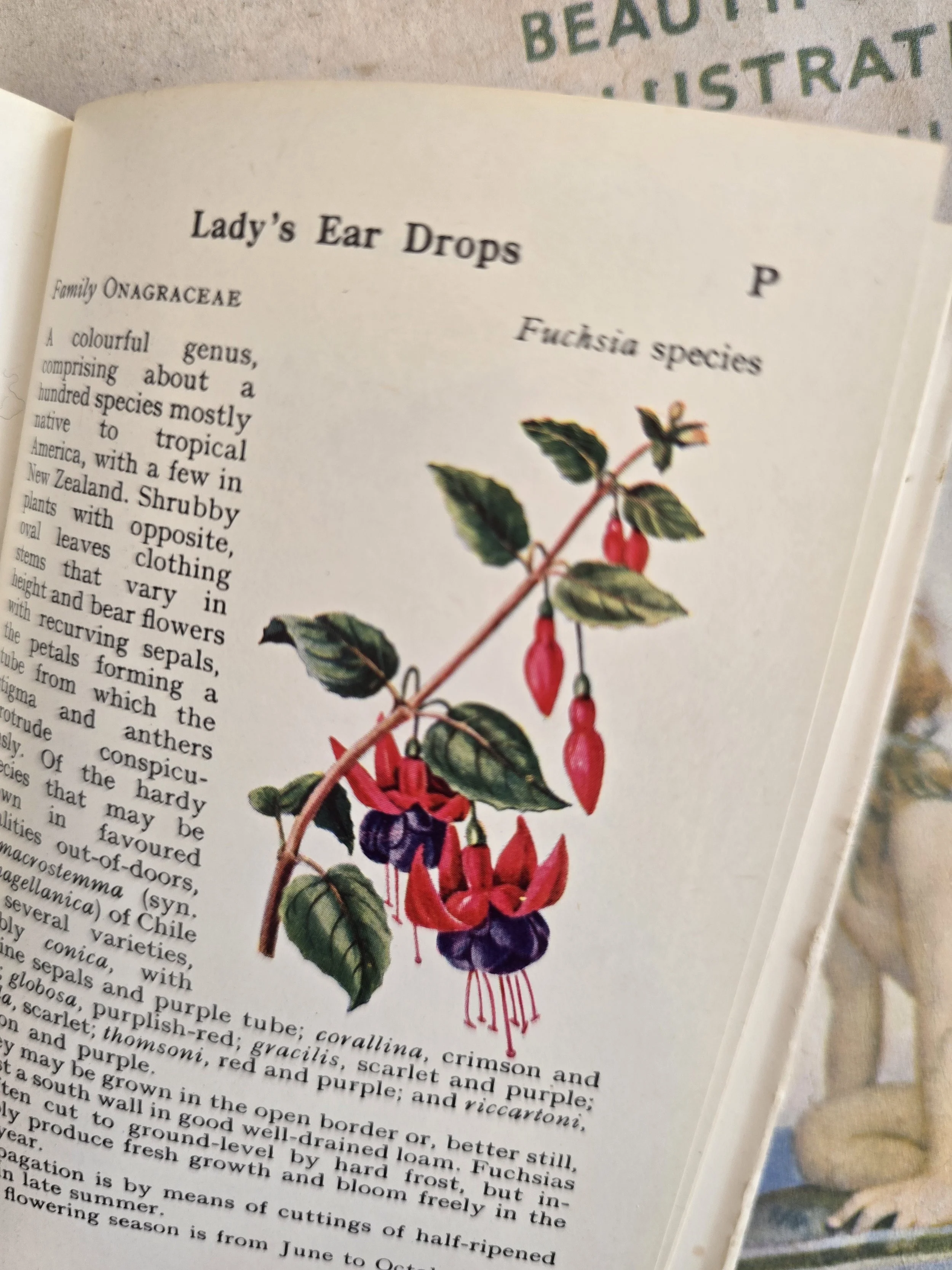Botanical illustration of Lady's Ear Drops fuchsia species from a vintage flower guide.