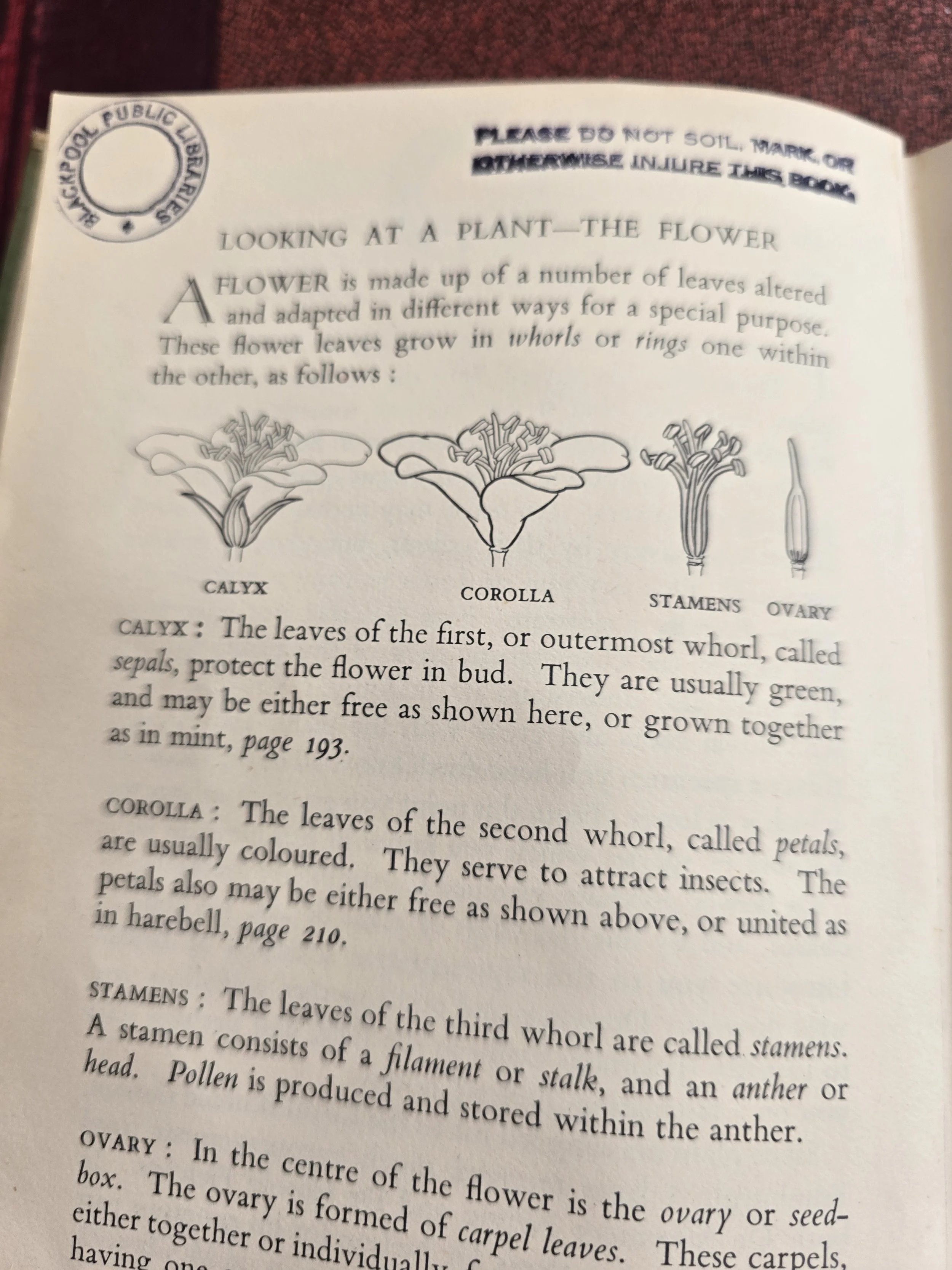 vintage botanical plate featuring musk thistle and greater knapweed illustration