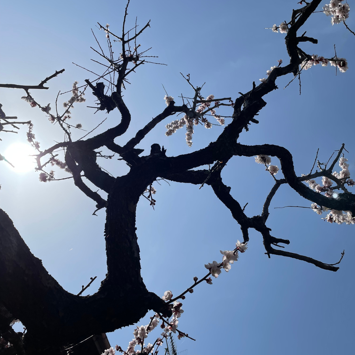 Ancient twisting branches silhouetted against a bright spring sky, with clusters of pale blossom catching the sunlight. A study in resilience, renewal, and the quiet arrival of spring.