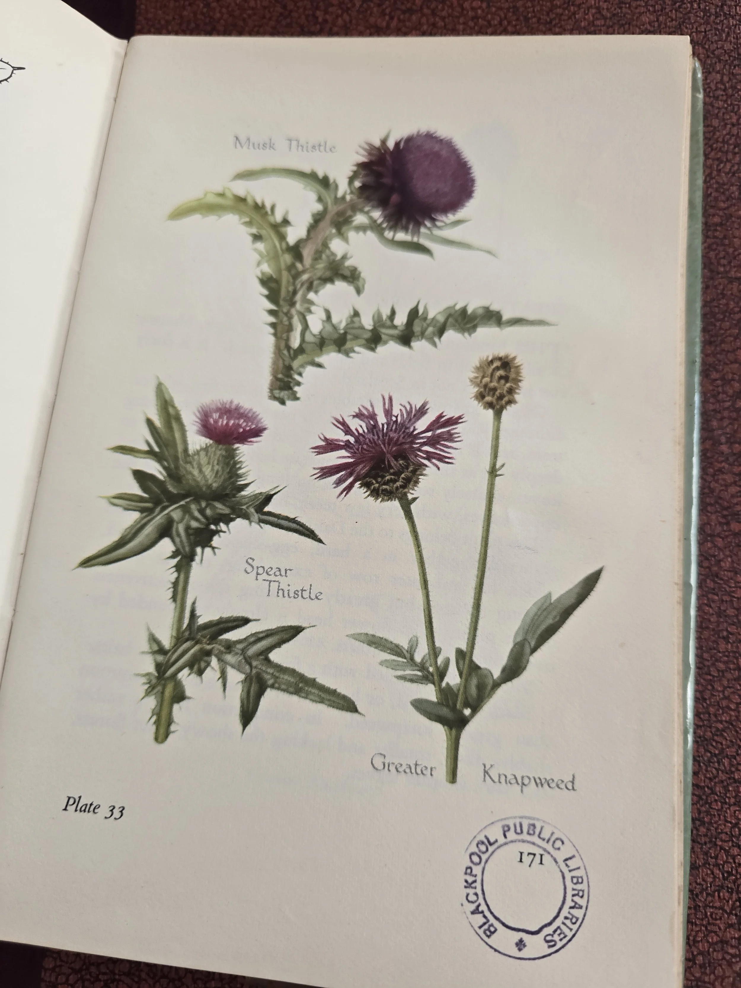 vintage botanical book pages suitable for collage and mixed media artwork