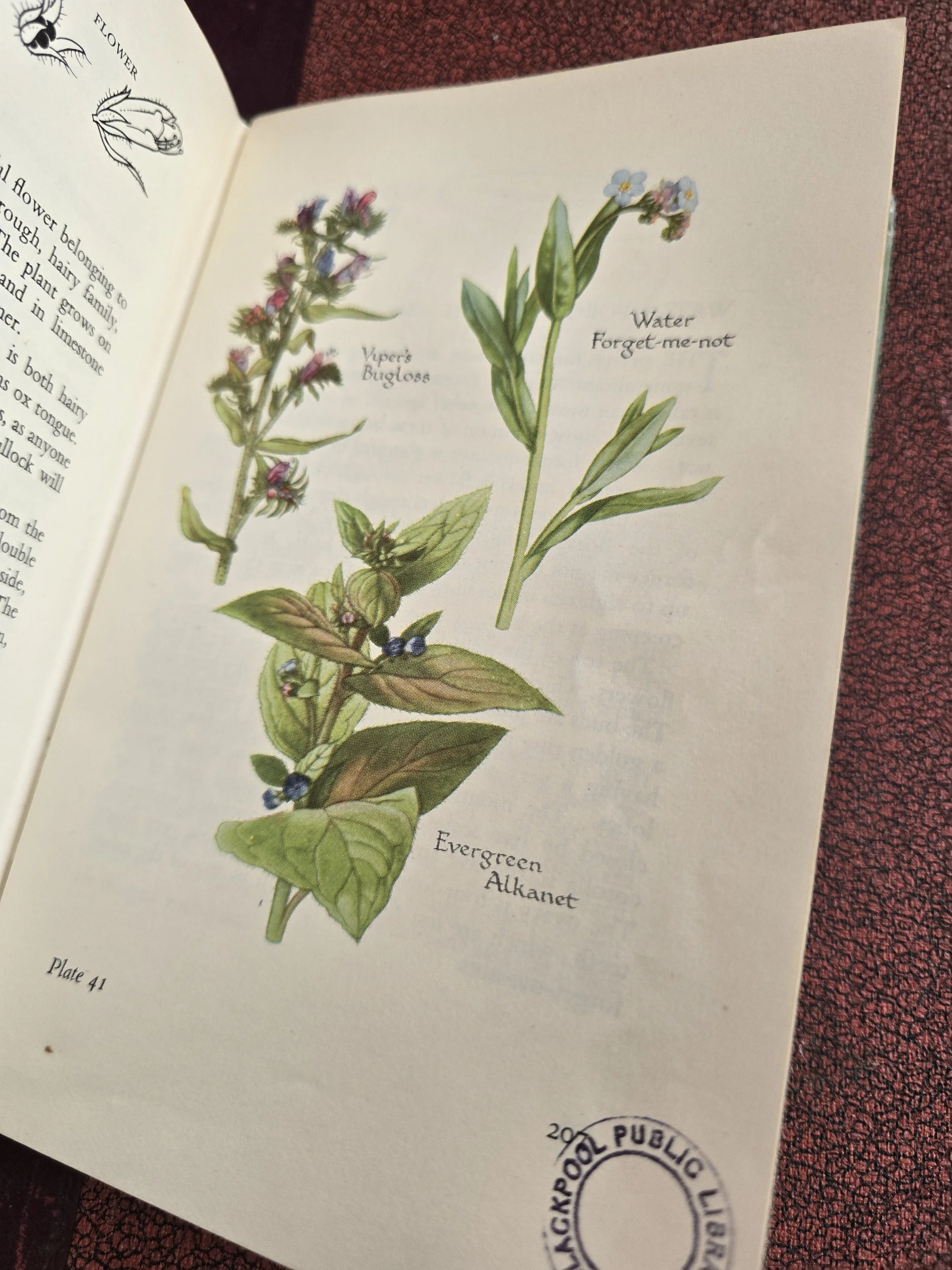 vintage botanical book pages suitable for collage and mixed media artwork