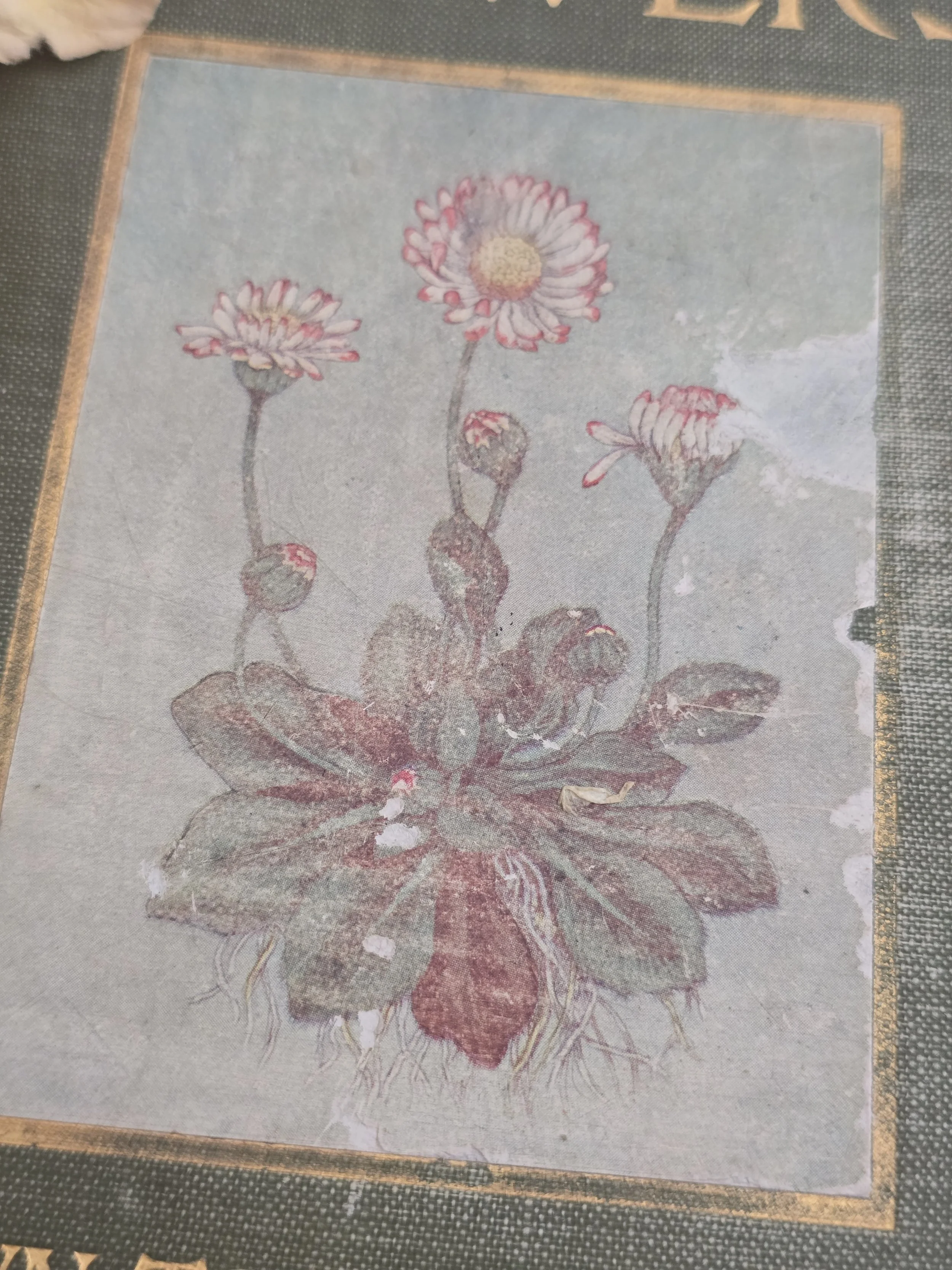 Interior colour botanical plate from Flowers Shown to the Children