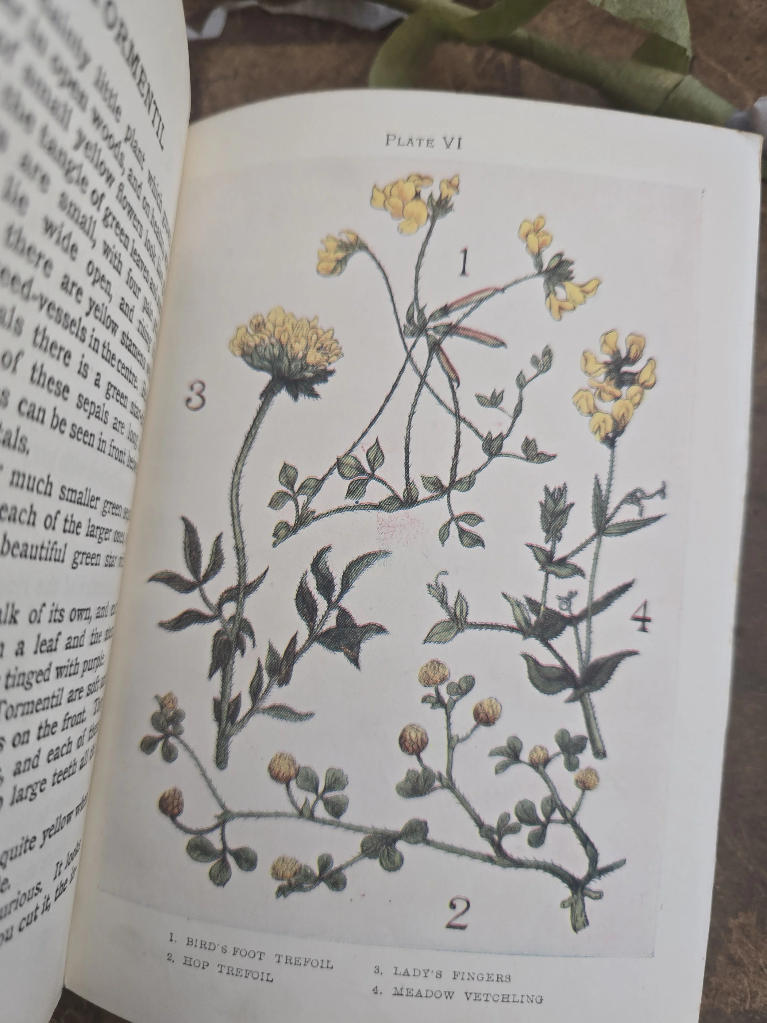 Vintage botanical reference book with colour plates and descriptive text