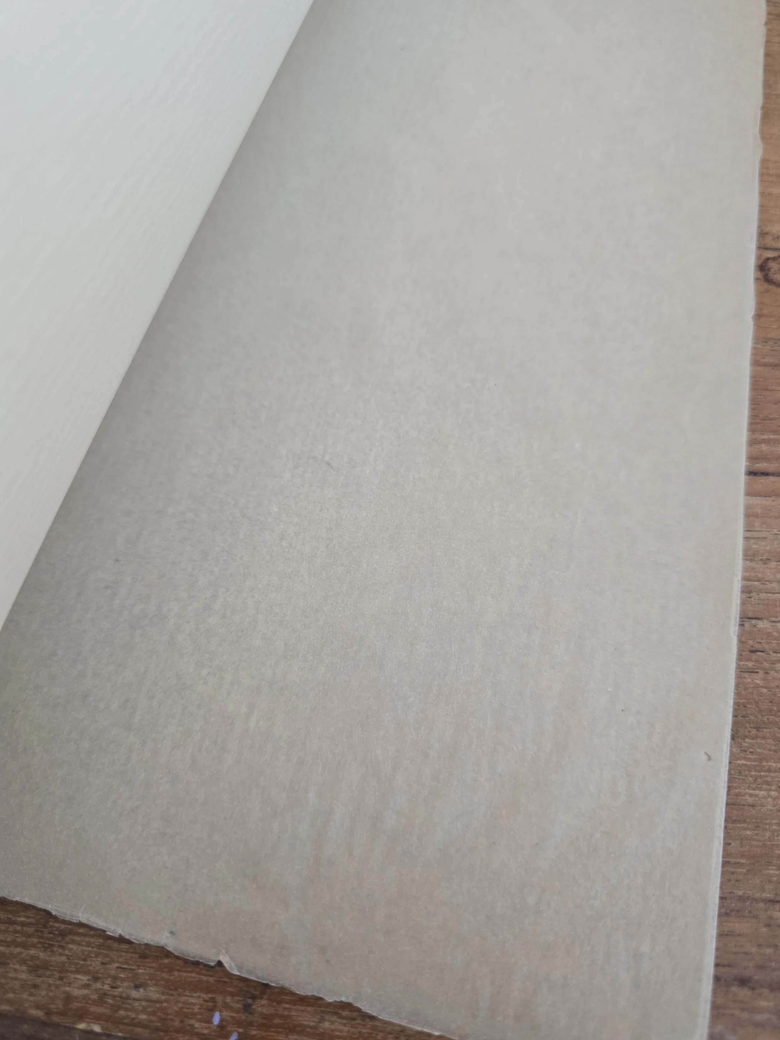Translucent protective sheet between pages of a vintage French herbier.
