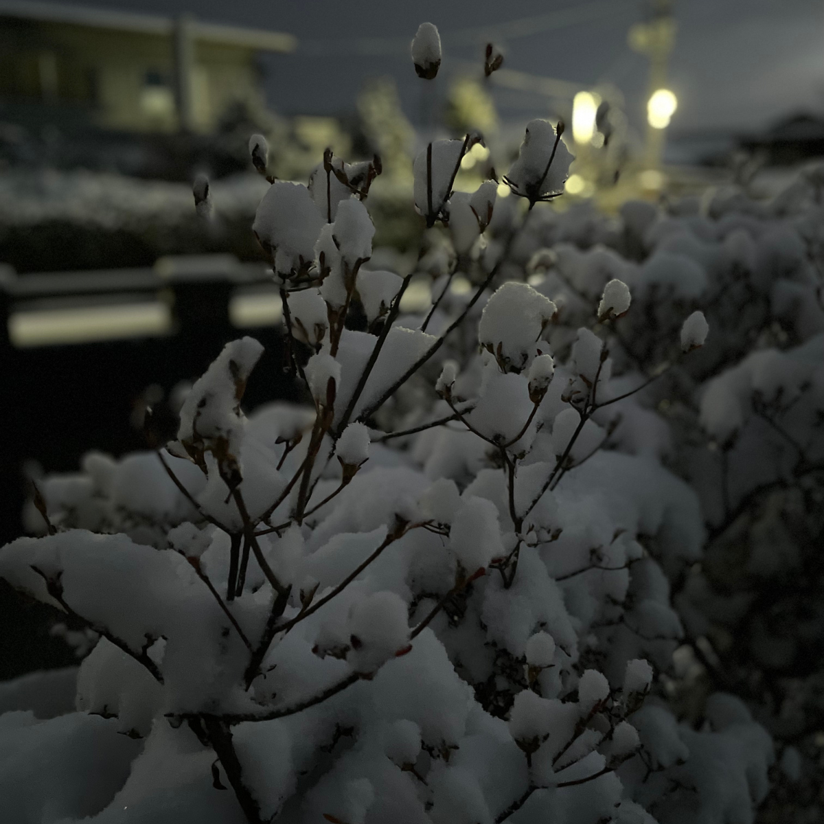 Fresh snow rests on fine garden branches at dusk, glowing softly against the fading light. Blurred lamps in the distance add warmth to a still winter scene, capturing a moment of silence and wonder at the close of day.