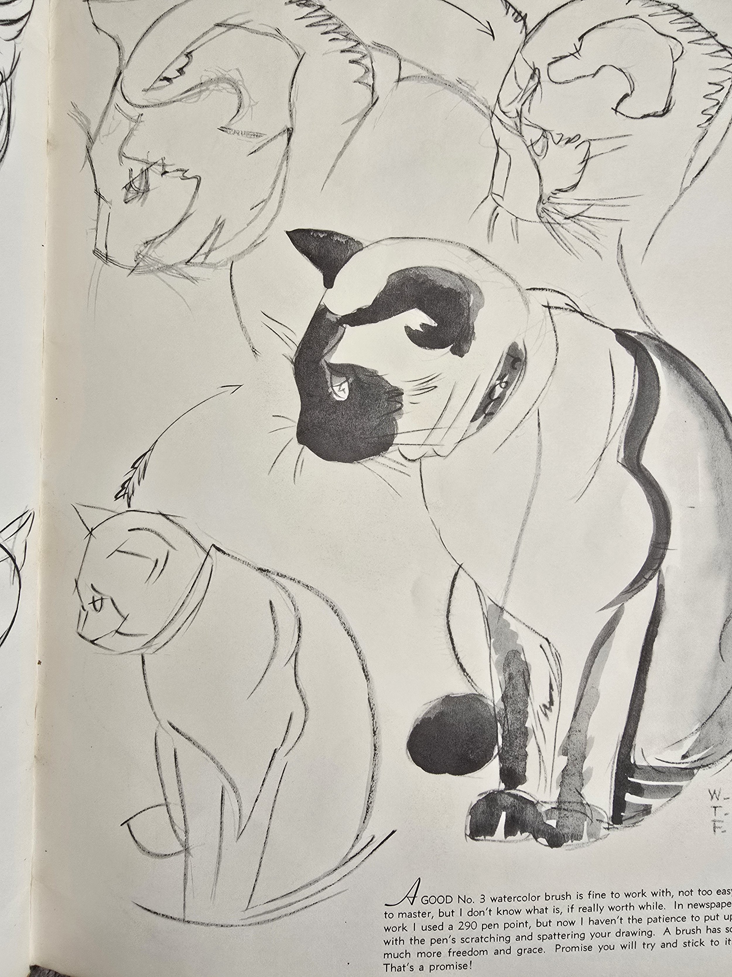 Close-up of cat’s face from mid-century illustration book