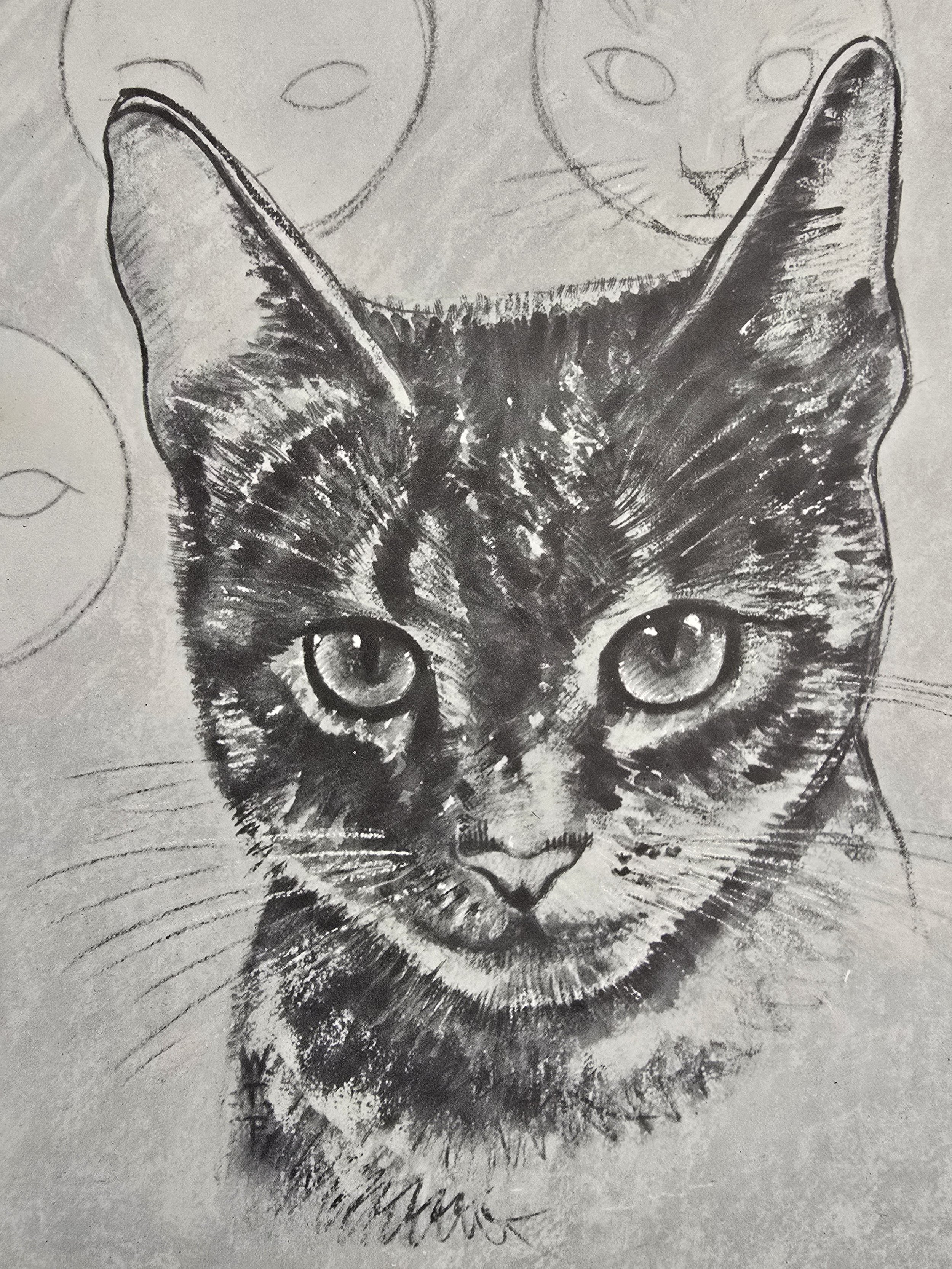 Drawing lesson showing cat faces in different poses
