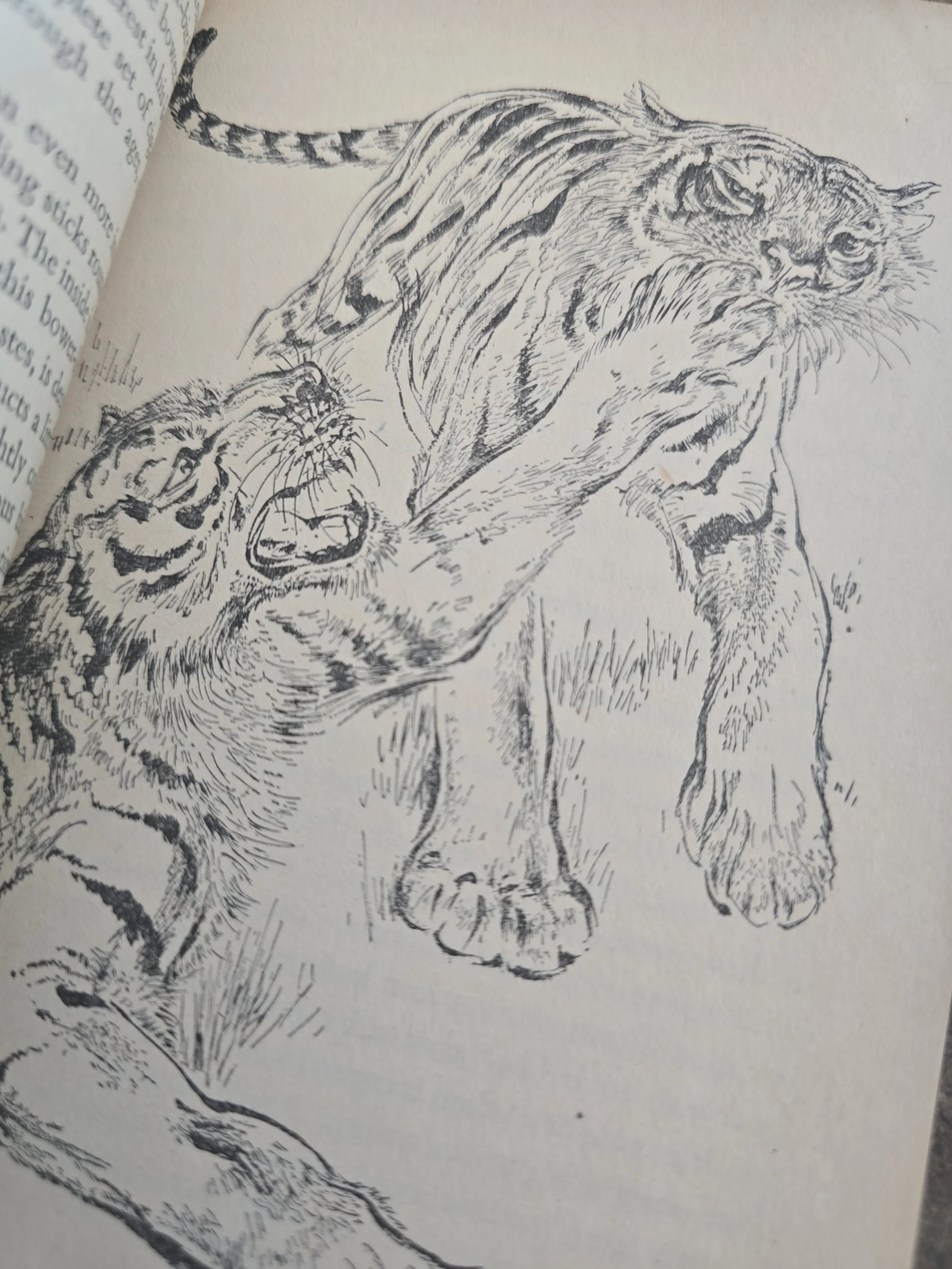Black and white animal illustration from a mid-century Penguin nature book.