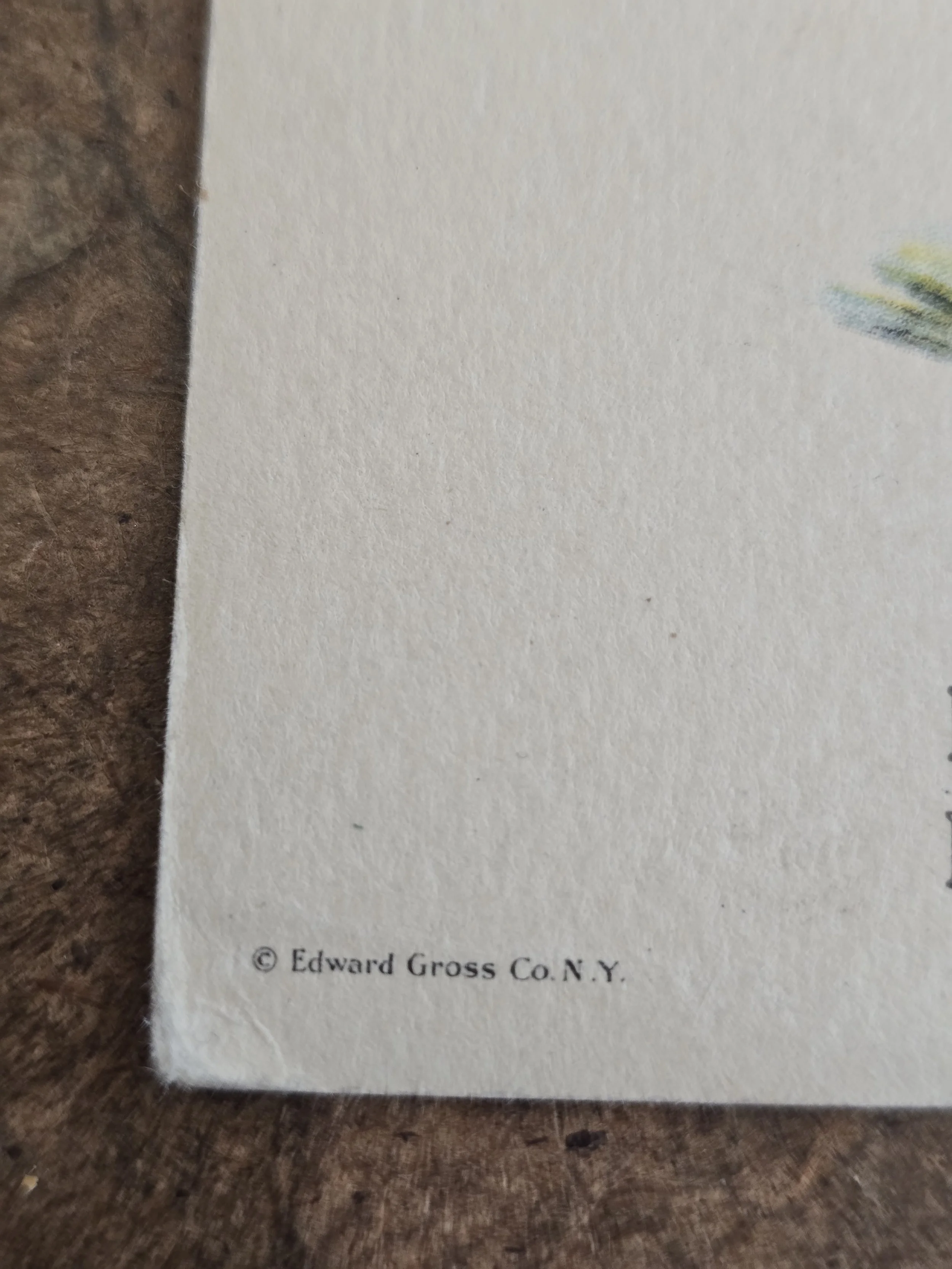 Edward Gross Company New York publisher mark on vintage postcard