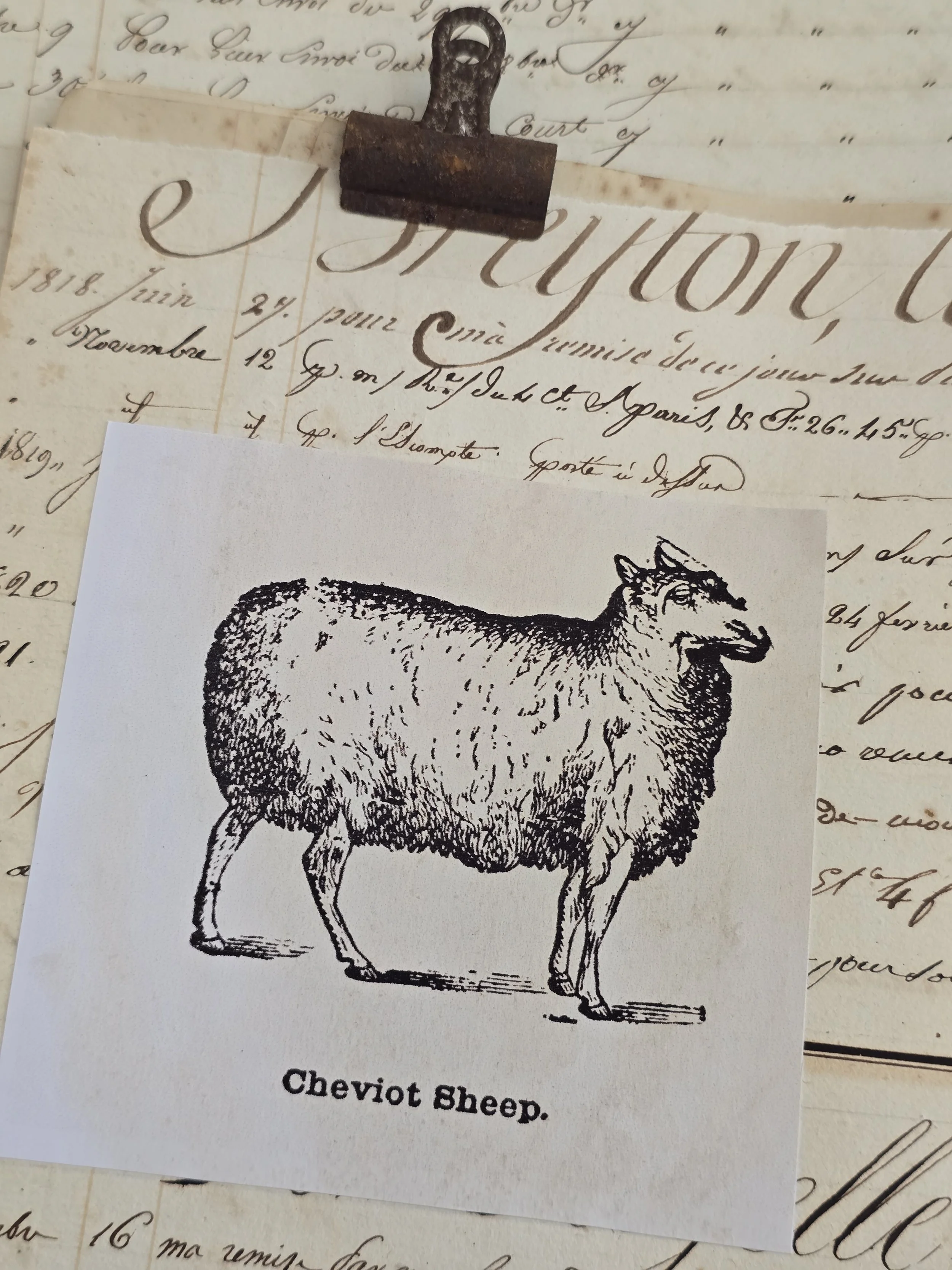 Rustic paper collage with vintage Cheviot sheep image layered over an original handwritten French account book page
