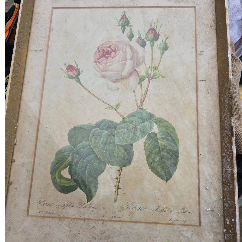 Antique botanical rose print showing a pale pink rose with buds and green leaves. The aged paper, foxing and worn frame reveal decades of age and create a softly faded appearance.