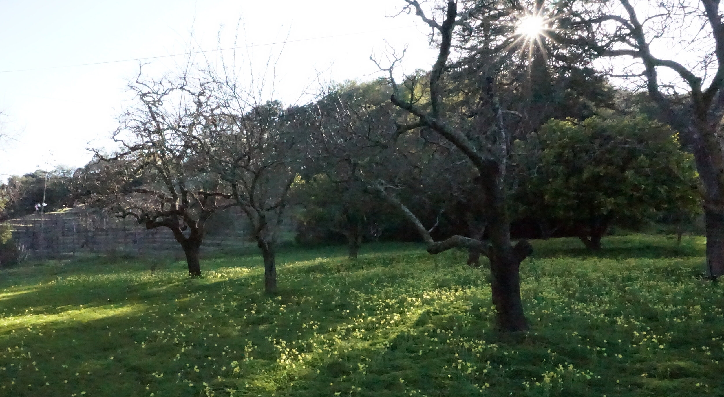 PRW Orchard.jpg