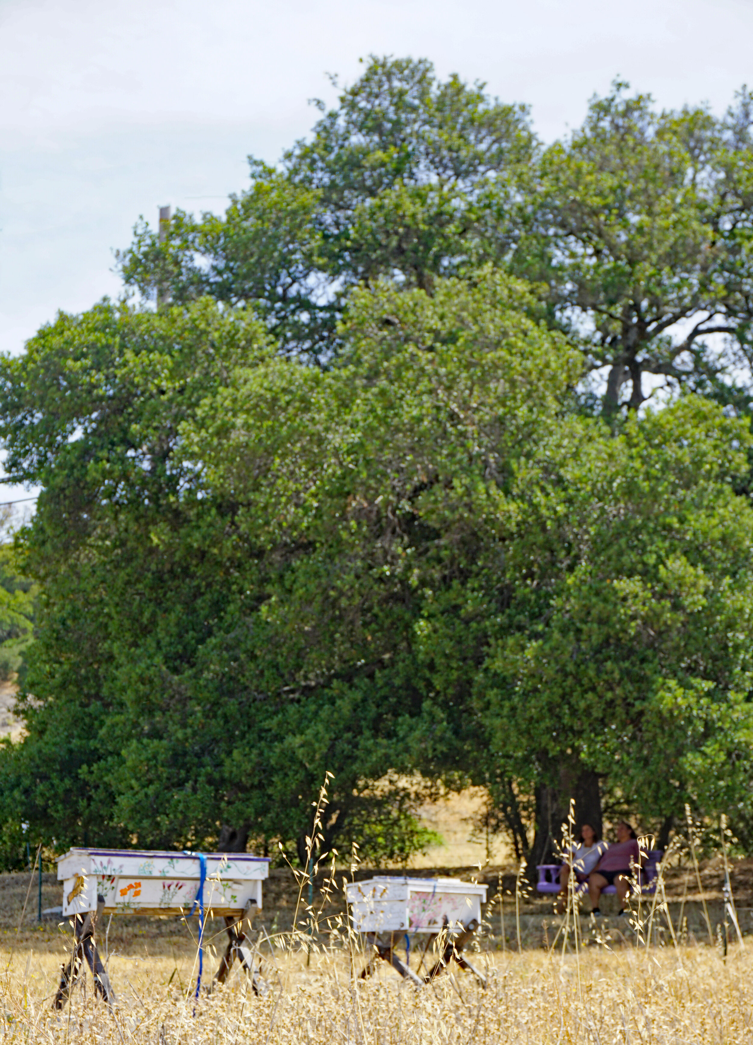 Tree Swing.jpg